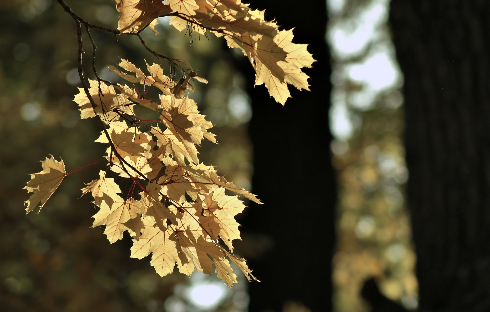 autumn leaf mood park