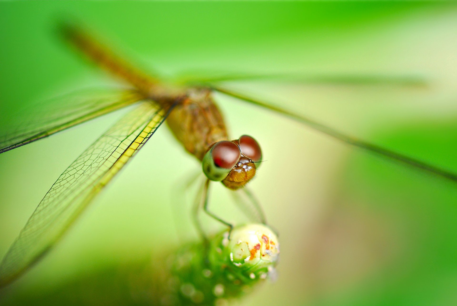 plant insect dragonfly blur