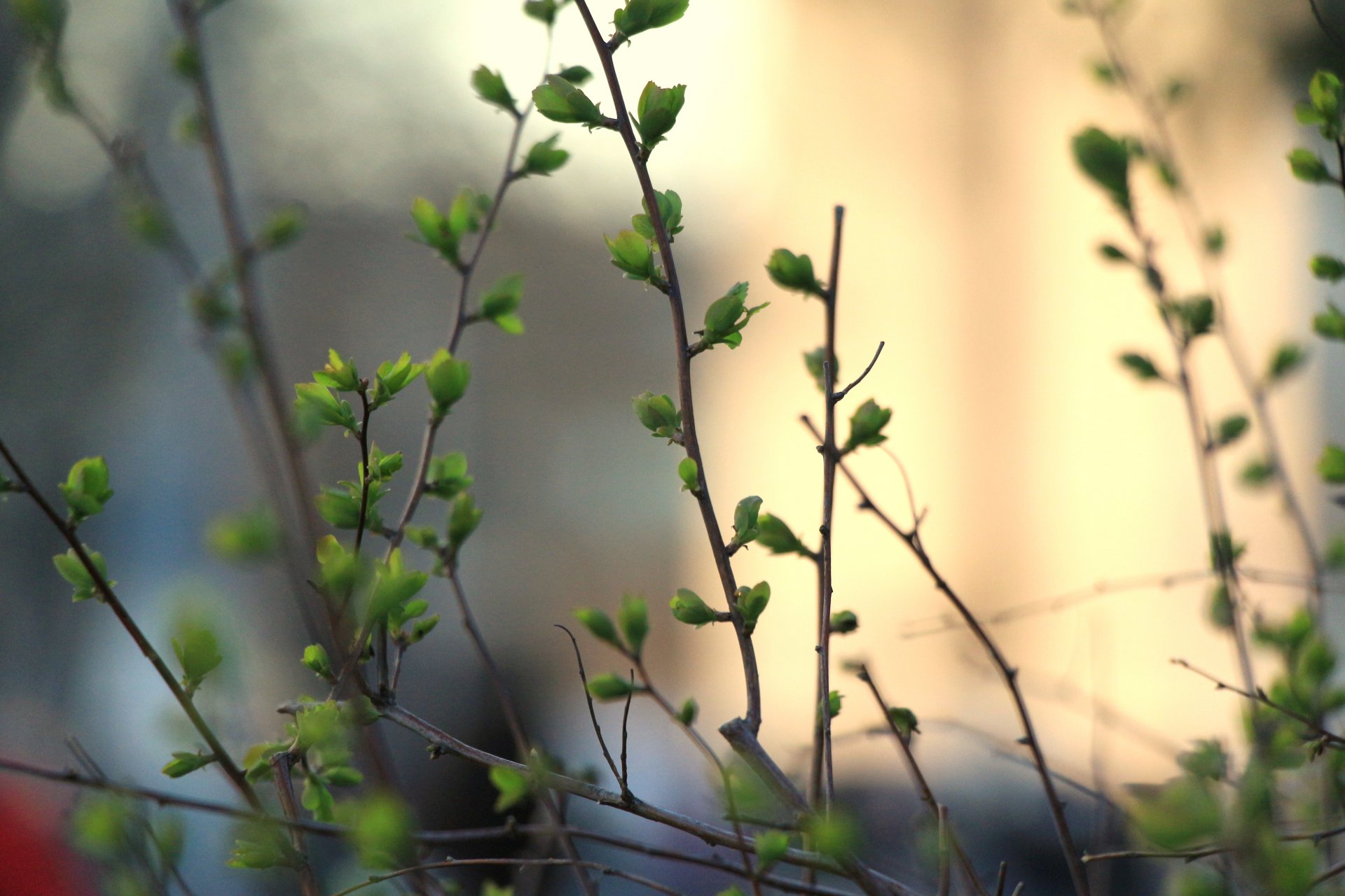 buisson branches bourgeons feuilles verdure printemps gros plan