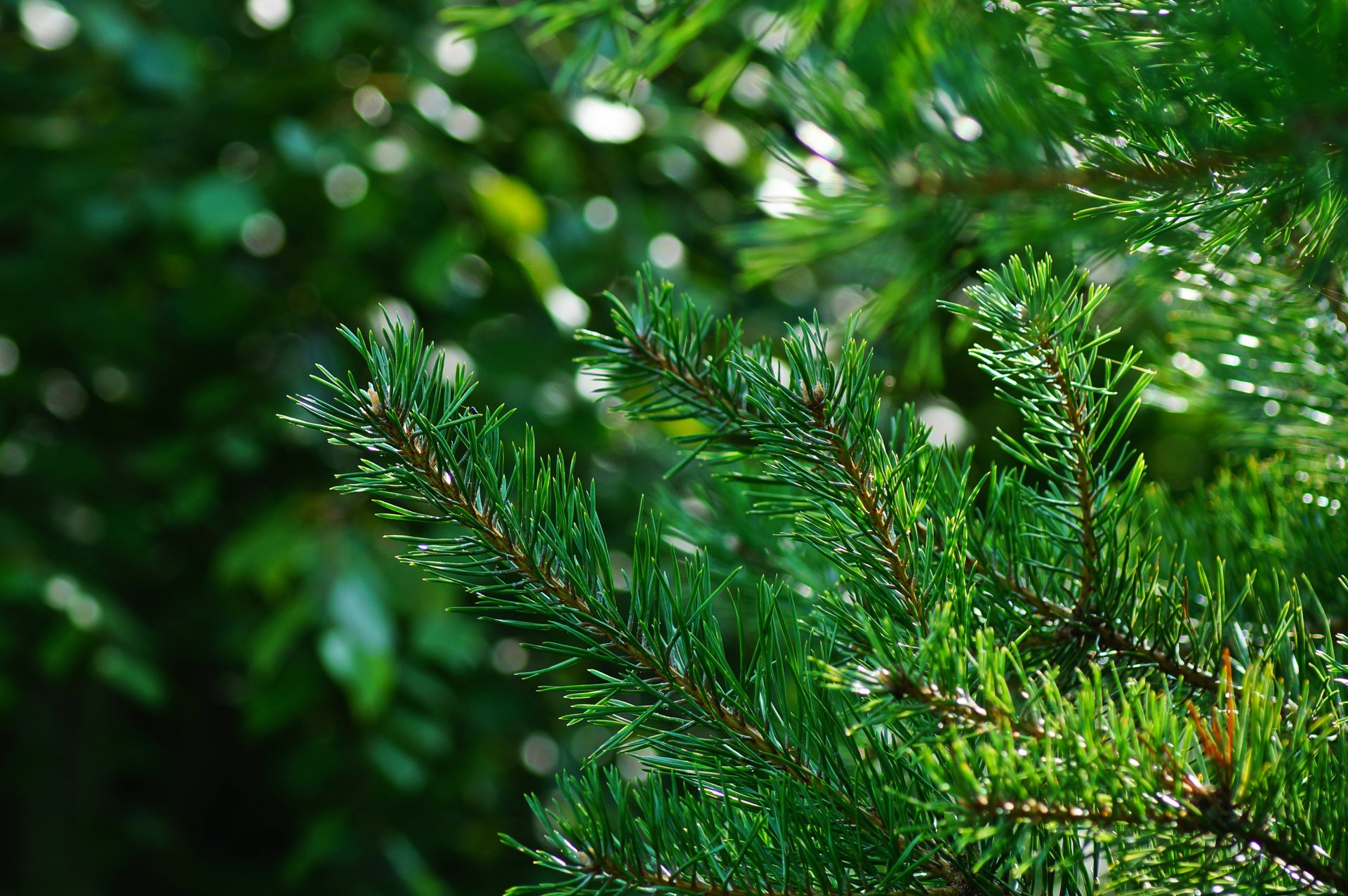 bois aiguilles vert bokeh lumière rayons taches