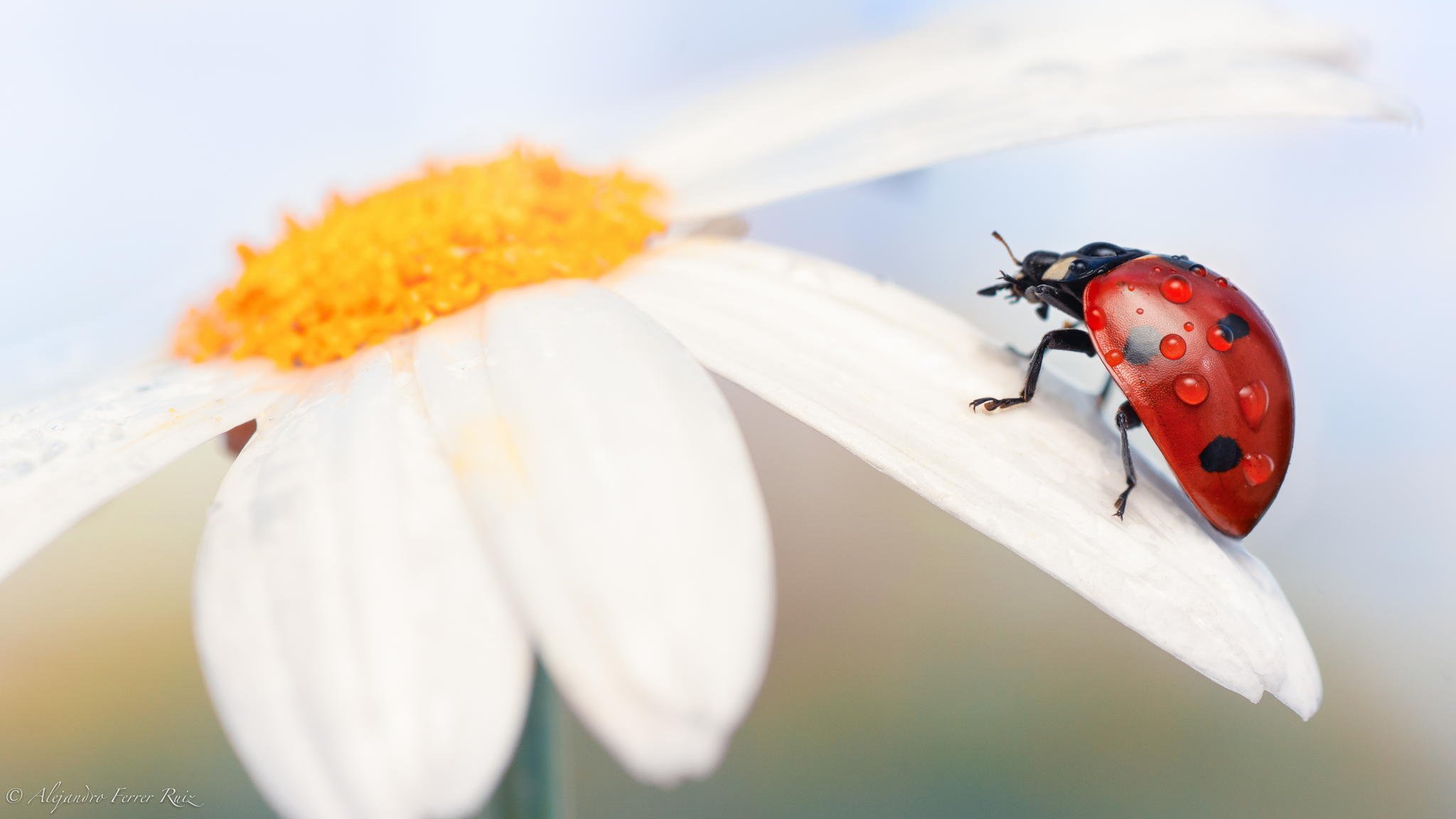 ladybug insect close up flower daisy rosa drop