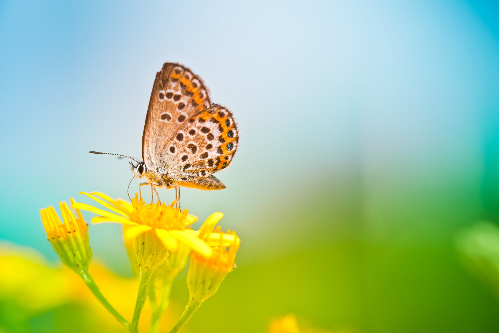 fiori natura macro