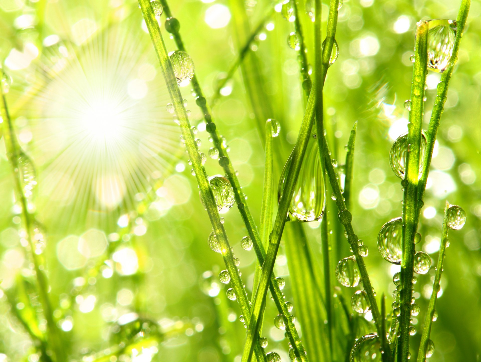 nature macro matin rosée brins d herbe gouttes eau macro rosée du matin herbe