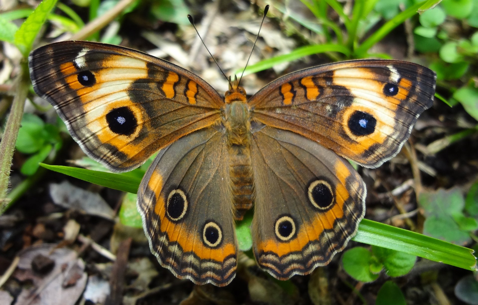 butterfly wings pattern nature insect moth