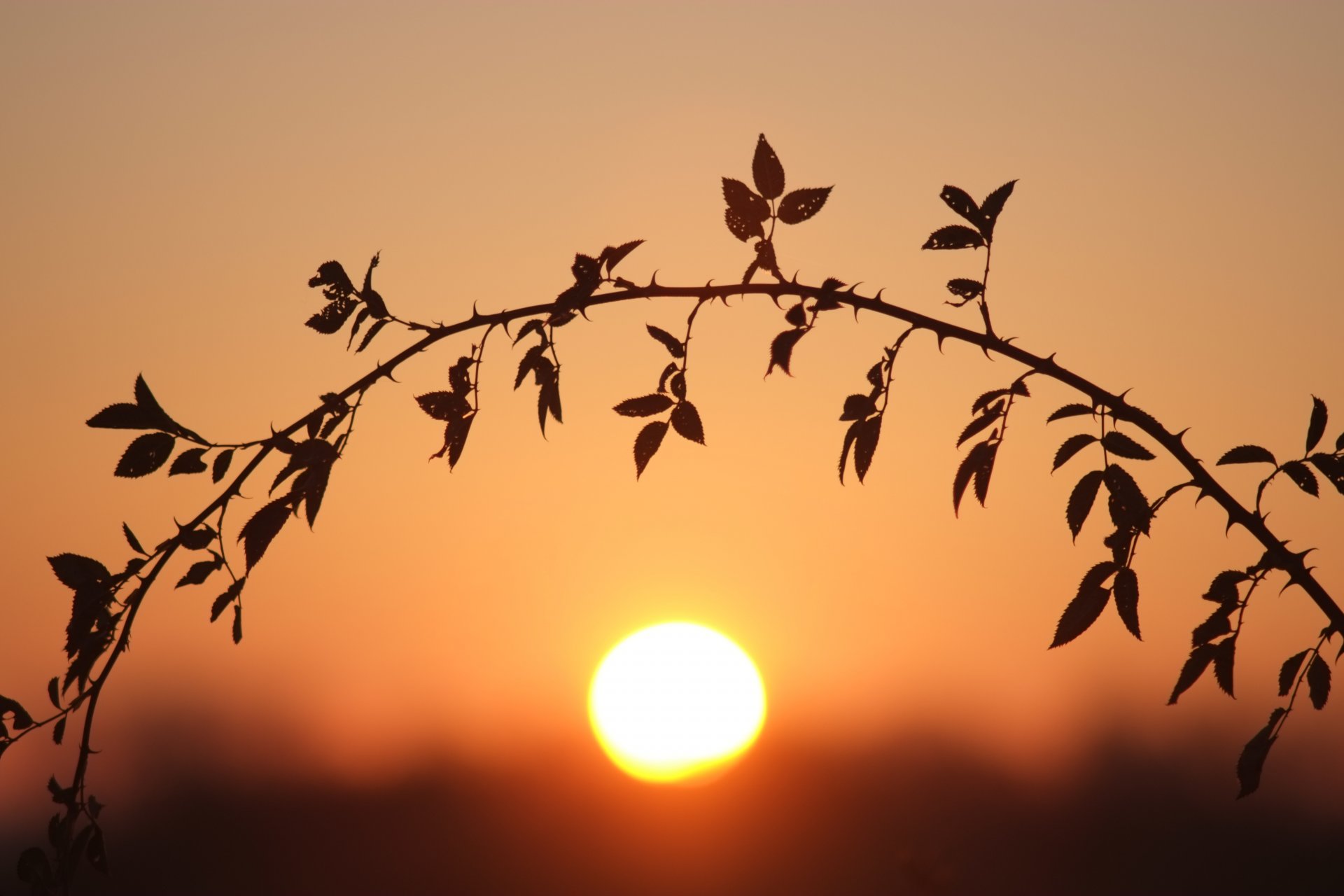 tige soleil bokeh