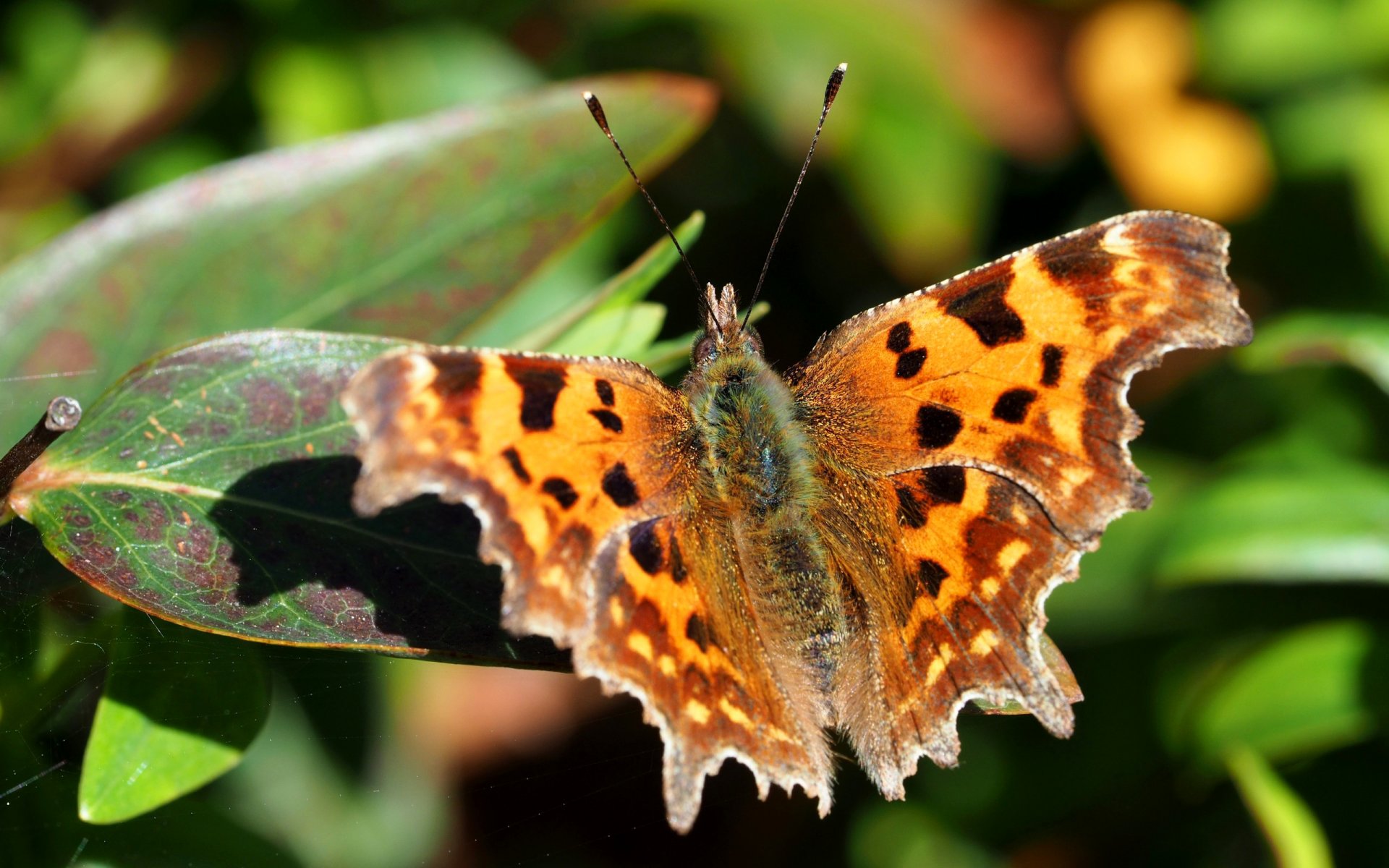 farfalla foglie natura falena ali