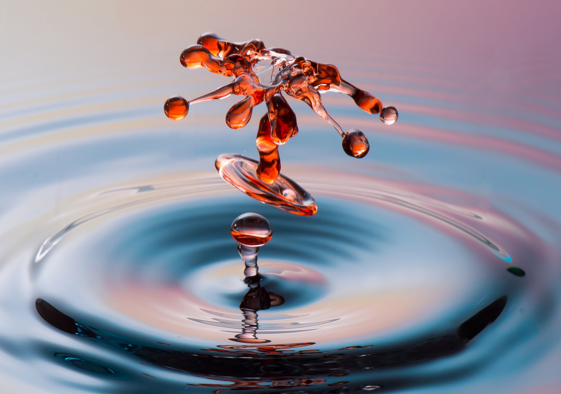 the liquid water splash spray drop flowers following