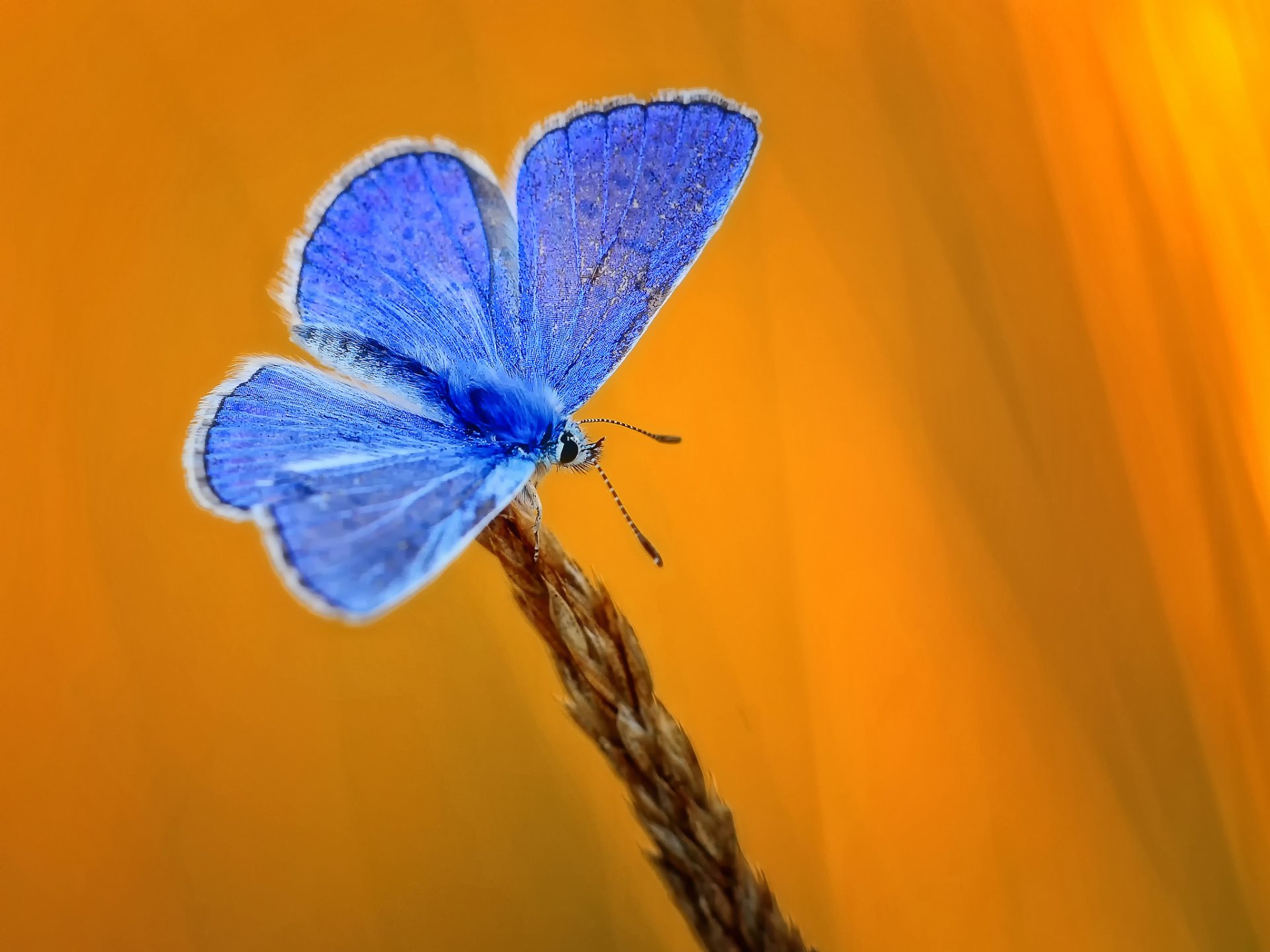 pike butterfly blue yellow background