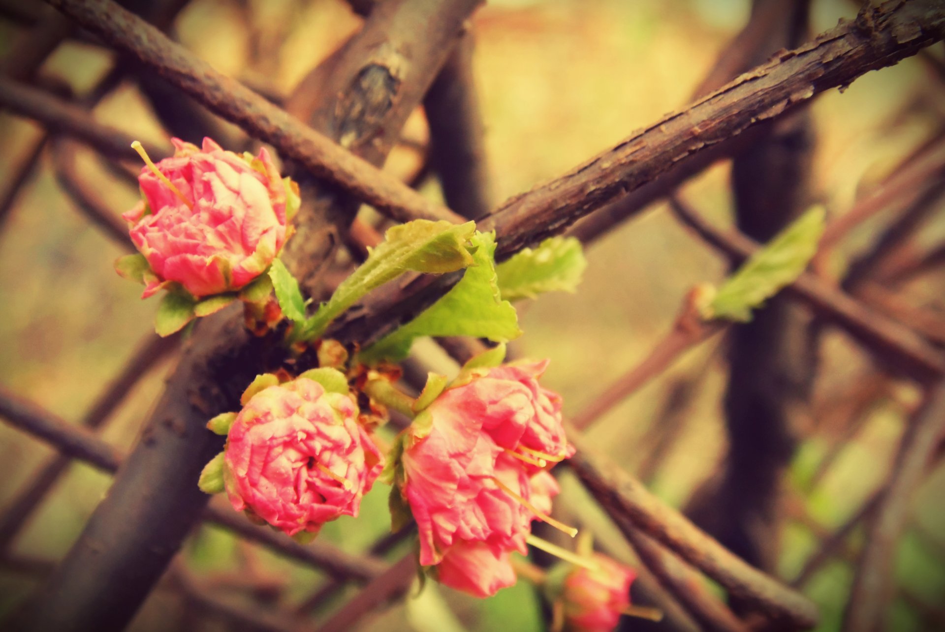 fiori macro primavera albero cespuglio ramo rosa tre rosa