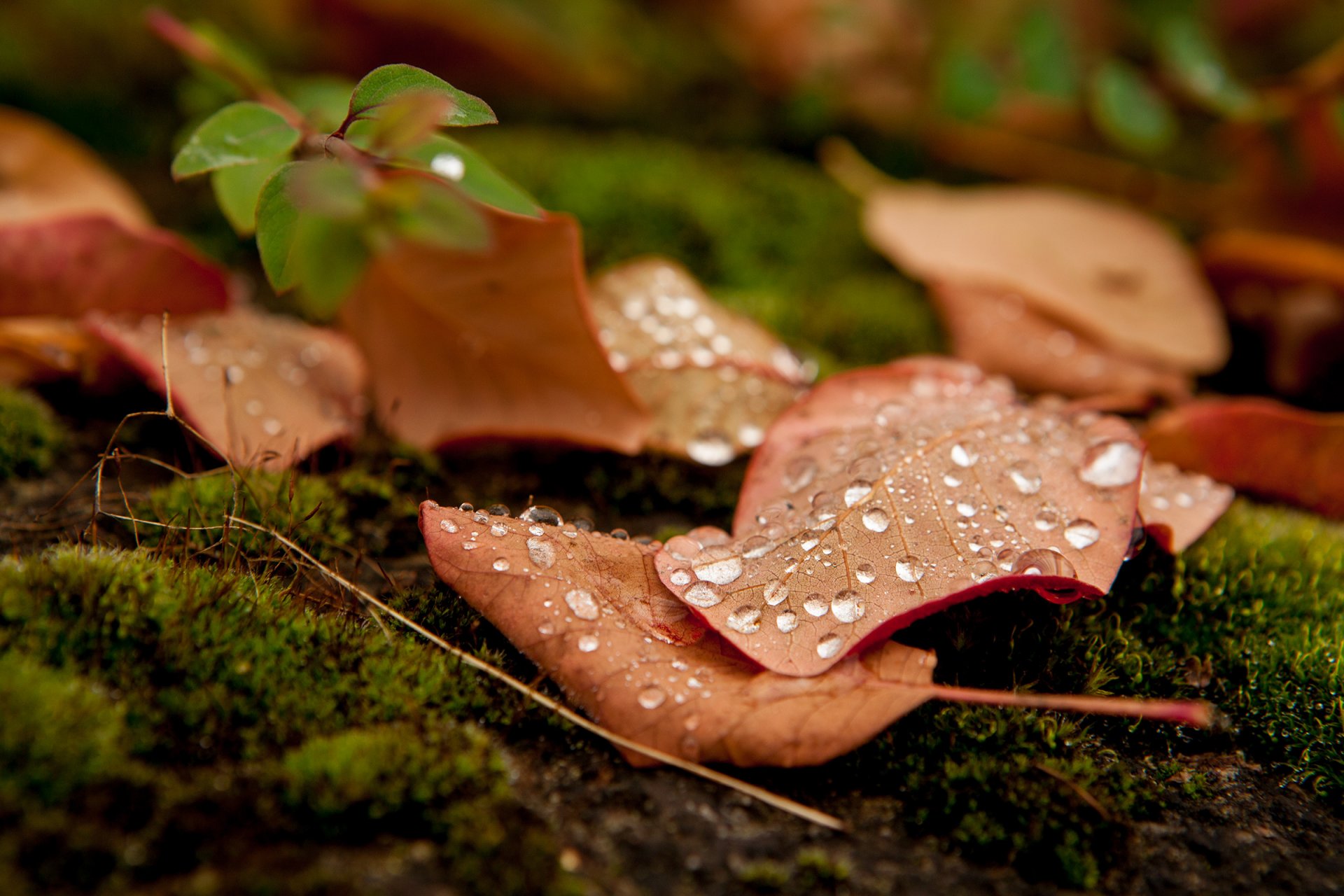 macro foglia foglia foglie goccia acqua rugiada macro foglia lascia gocce natura autunno