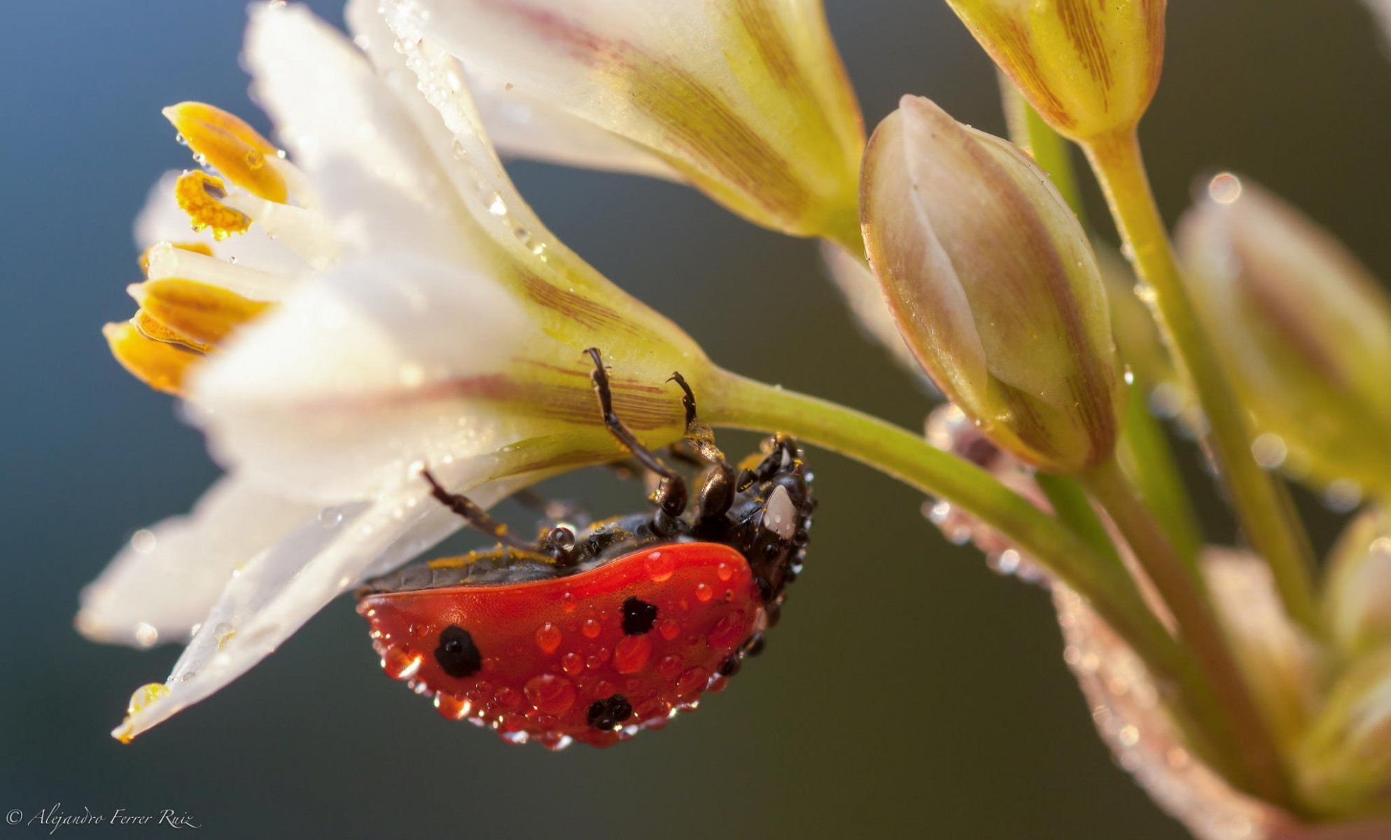 coccinelle insecte gros plan fleurs blanc rosée gouttes