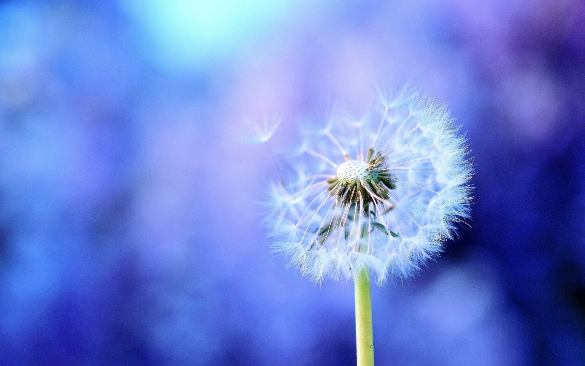 diente de león macro lila azul fondo