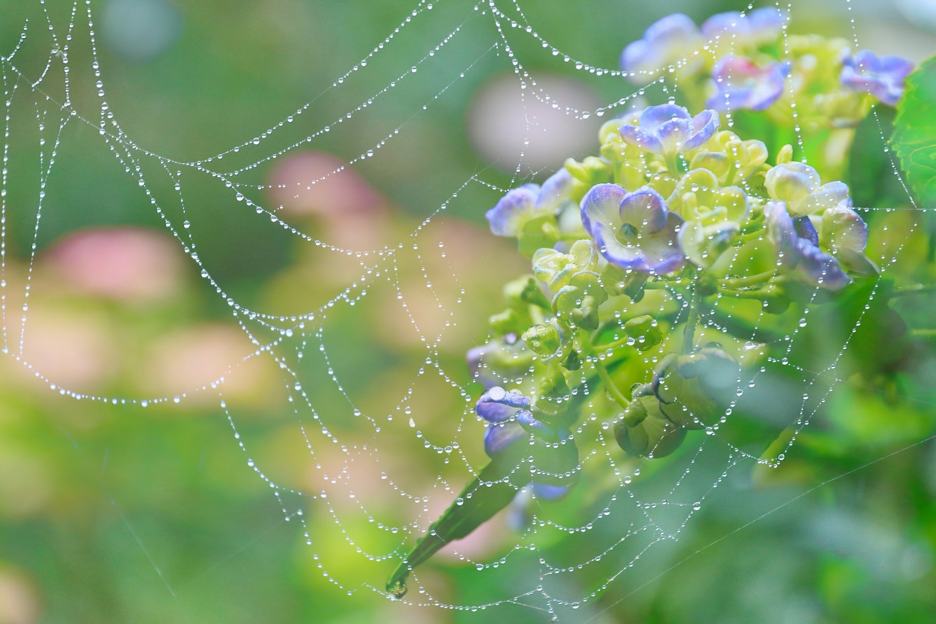 fleurs hortensia toile d araignée rosée gouttes gros plan