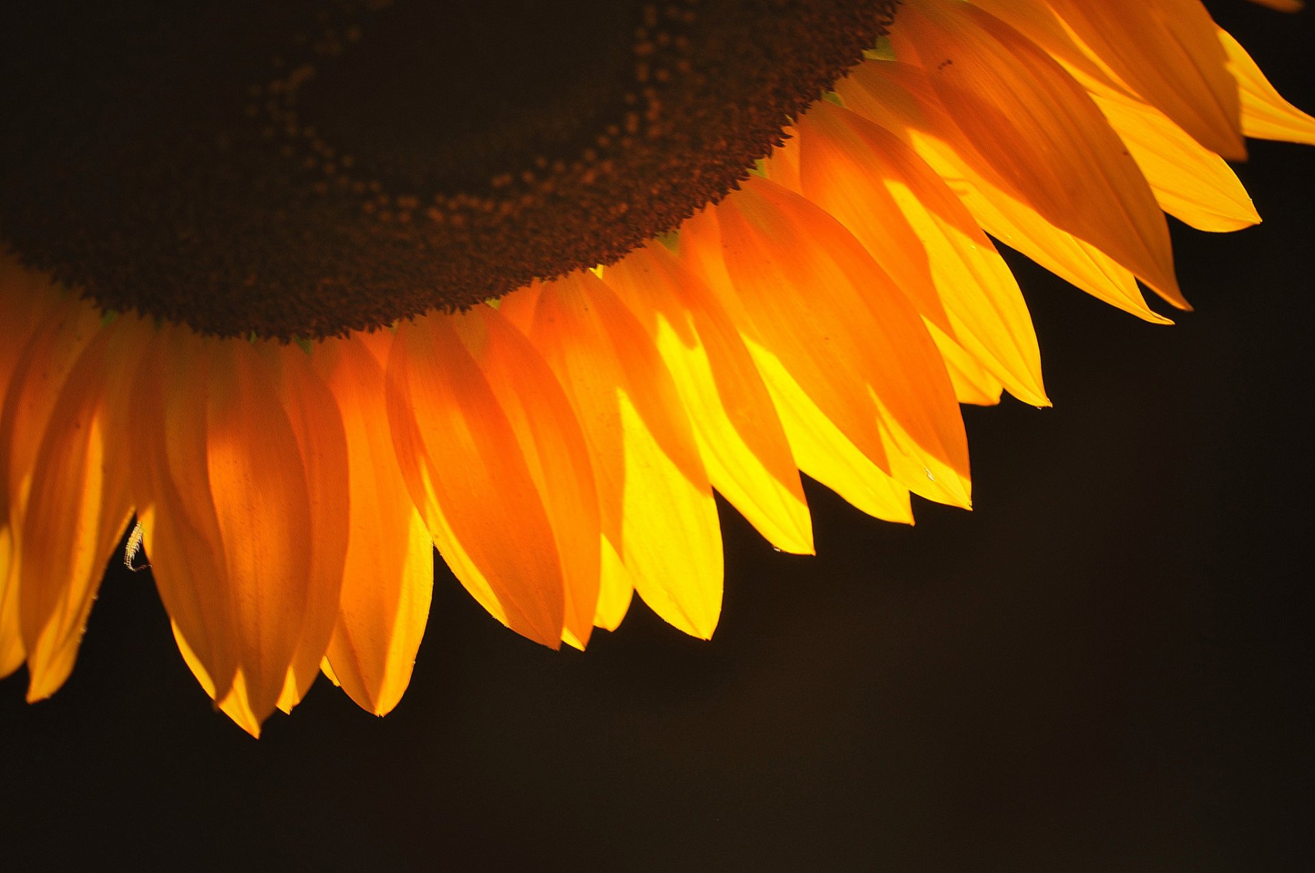 girasol pétalos naranja fondo oscuro