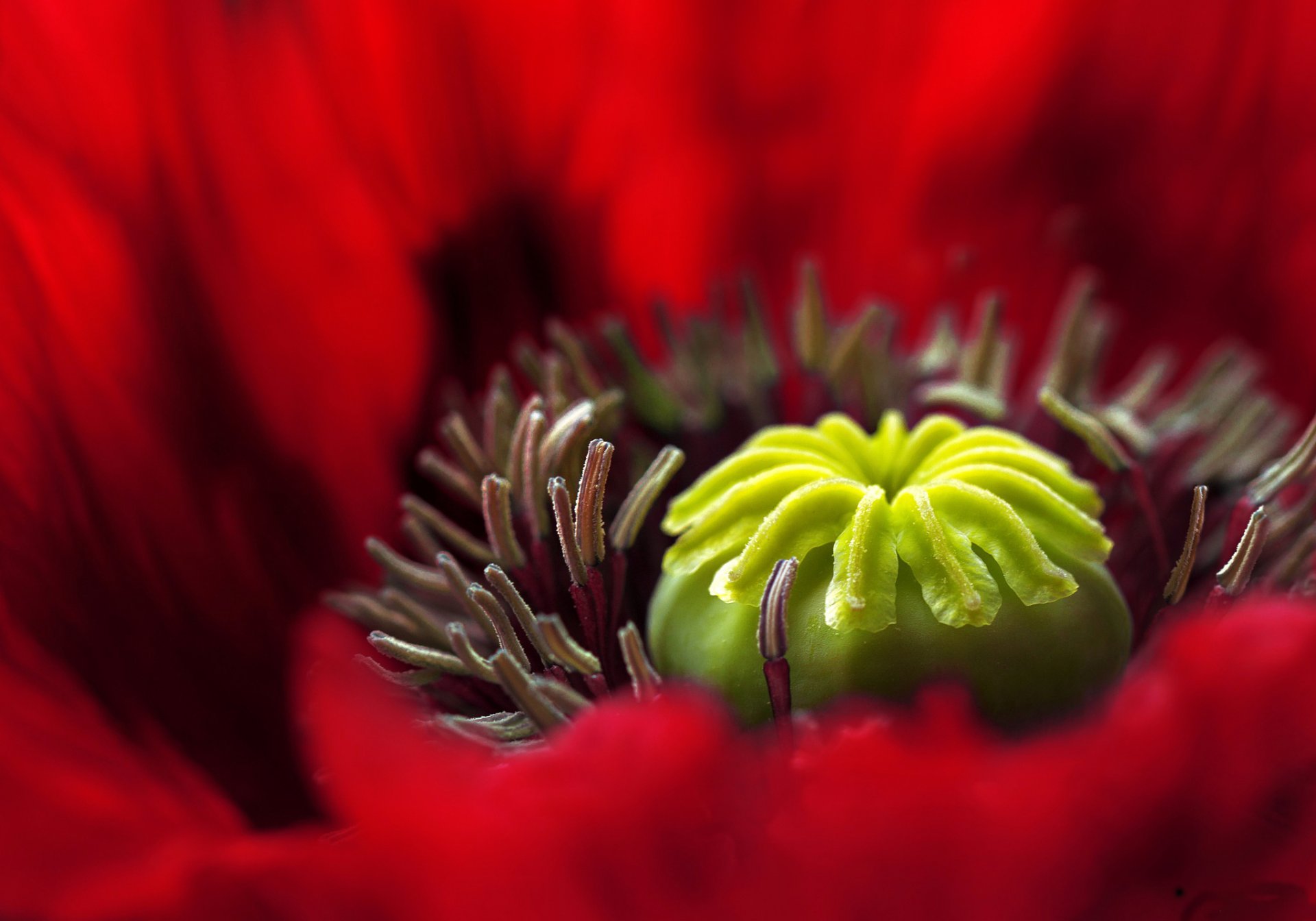 fiore rosso papavero pistilli stami petali