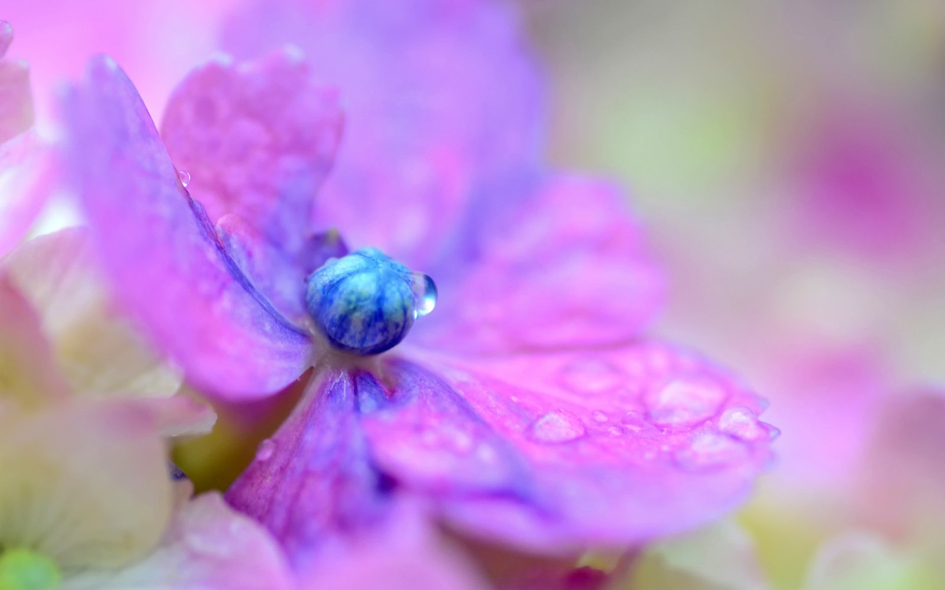 hydrangea flower purple petals drops close up blur