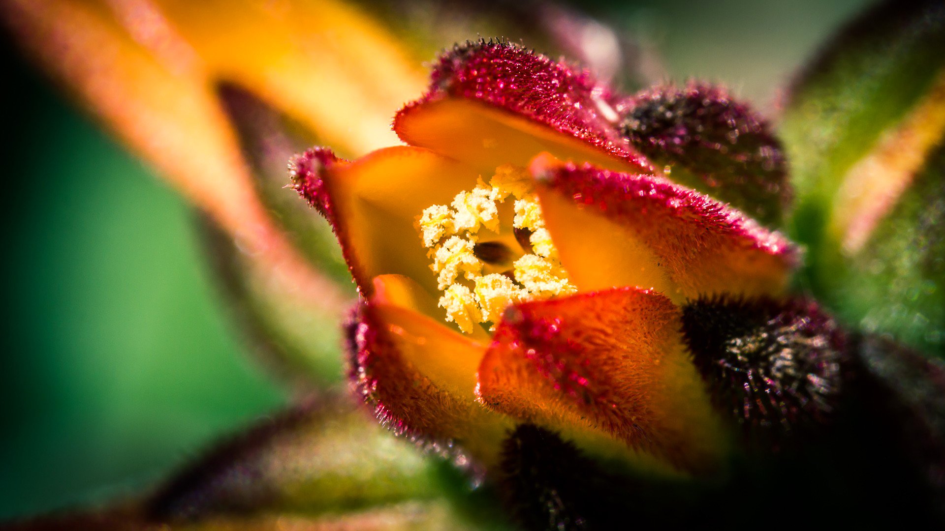 fiore petali natura pianta