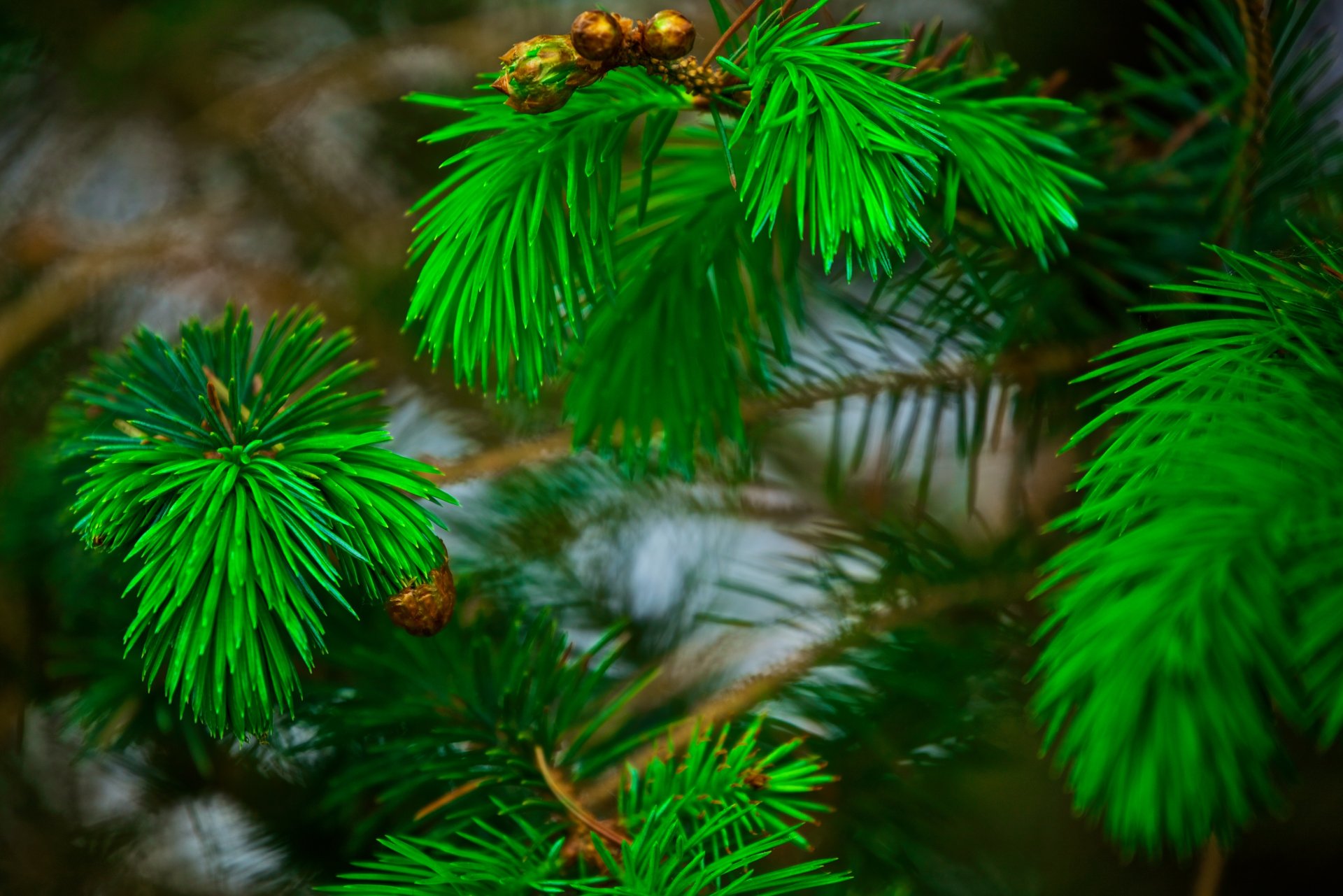 pine branches needle needles bokeh