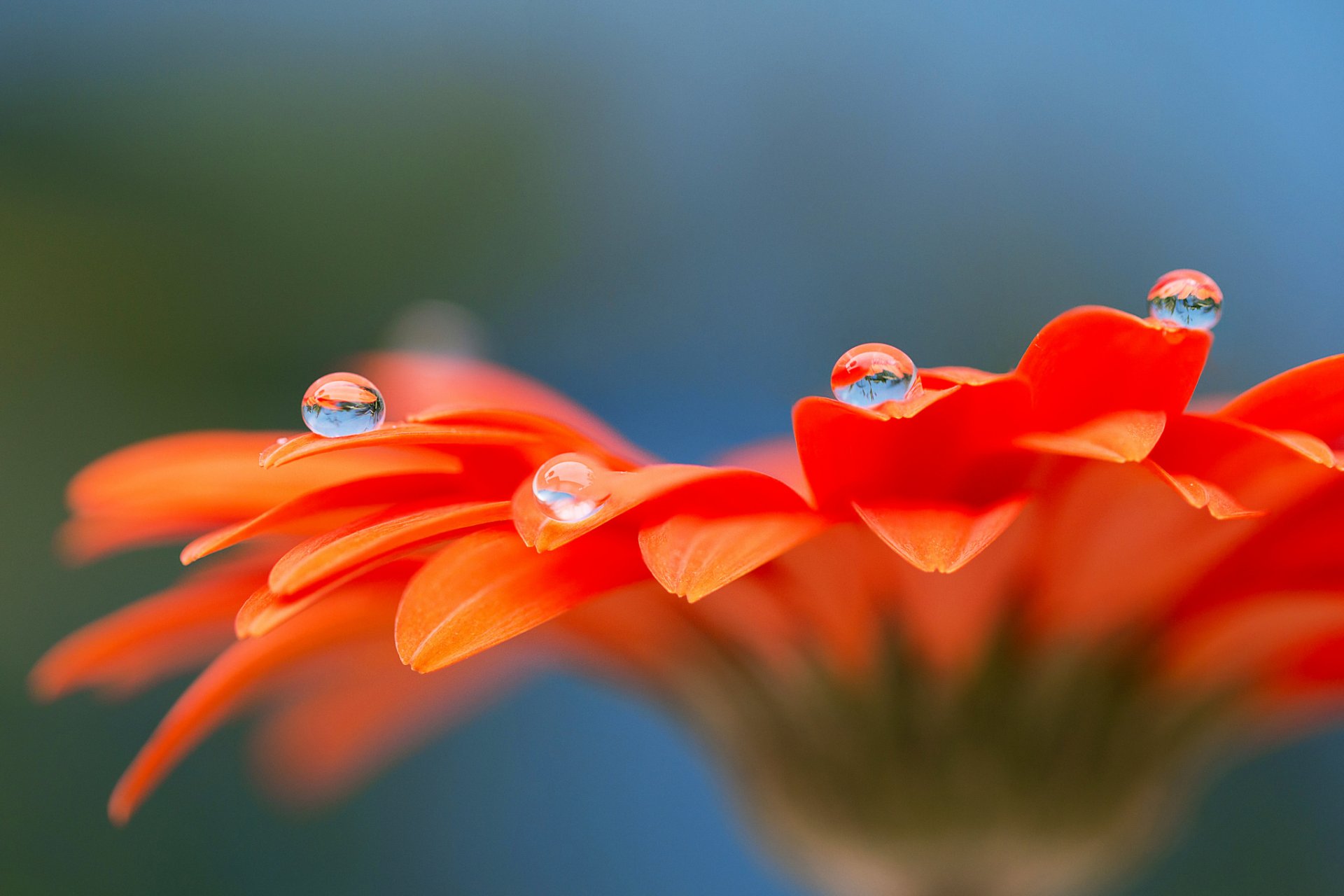 gerbera fleur pétales gouttes rosée eau