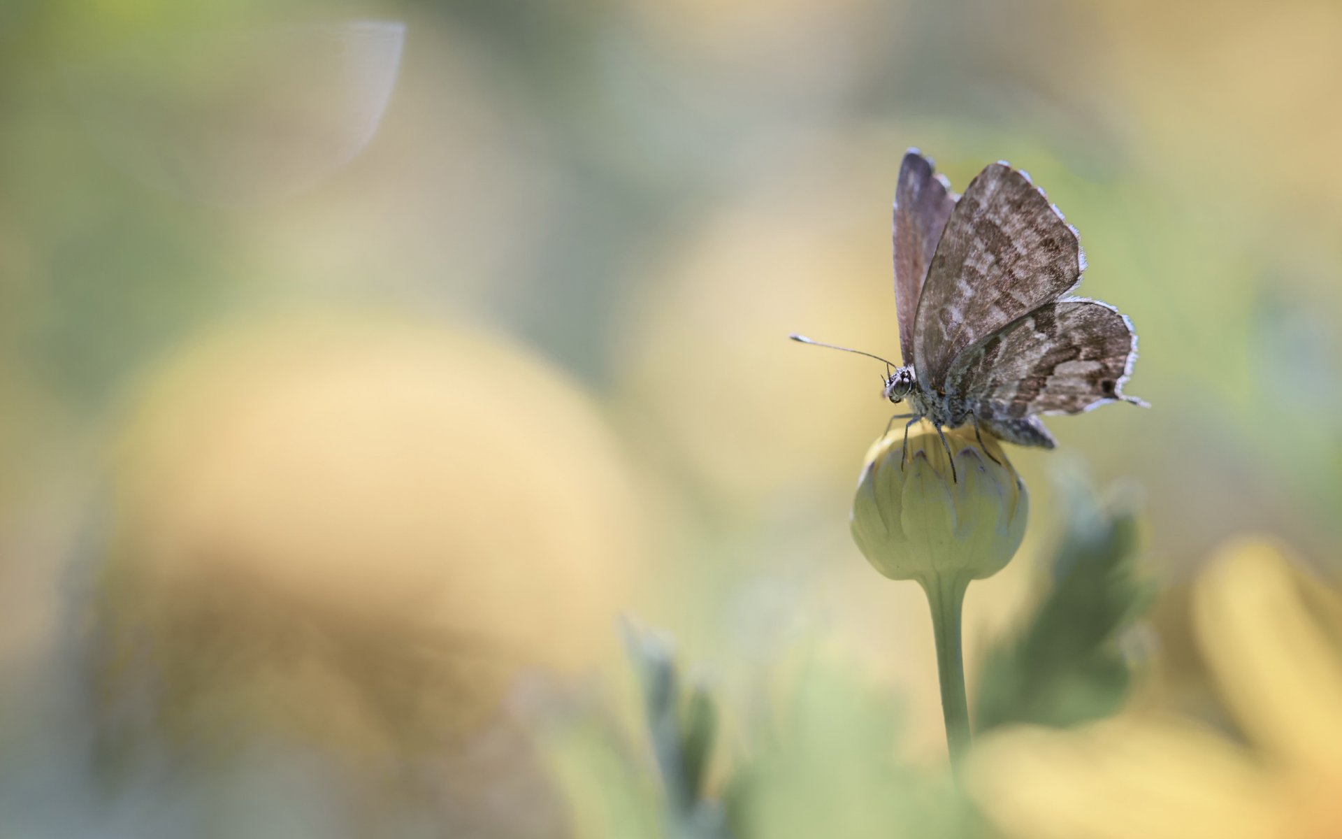 fleurs fleur bourgeon papillon éblouissement