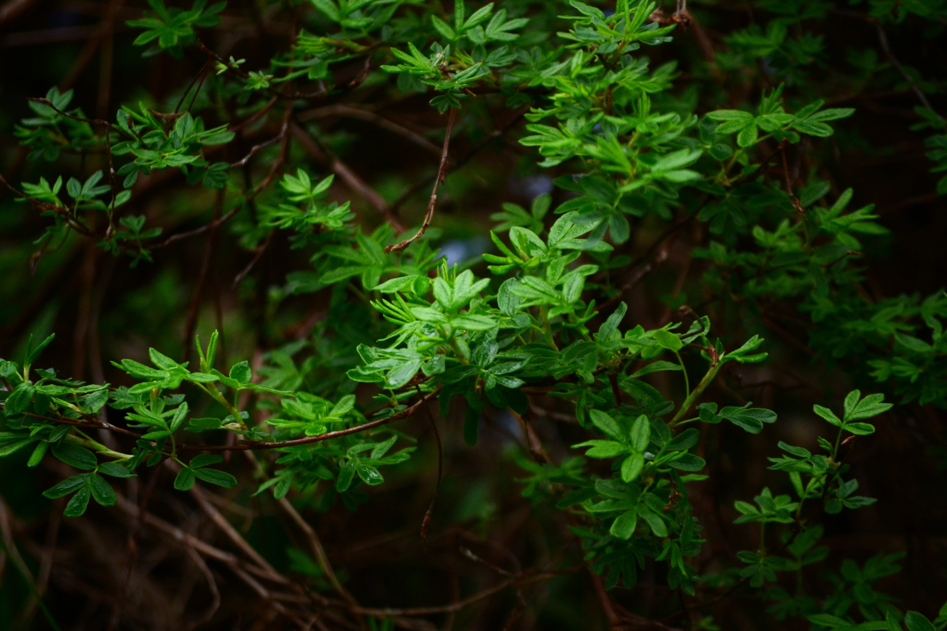 macro naturaleza planta verde primavera