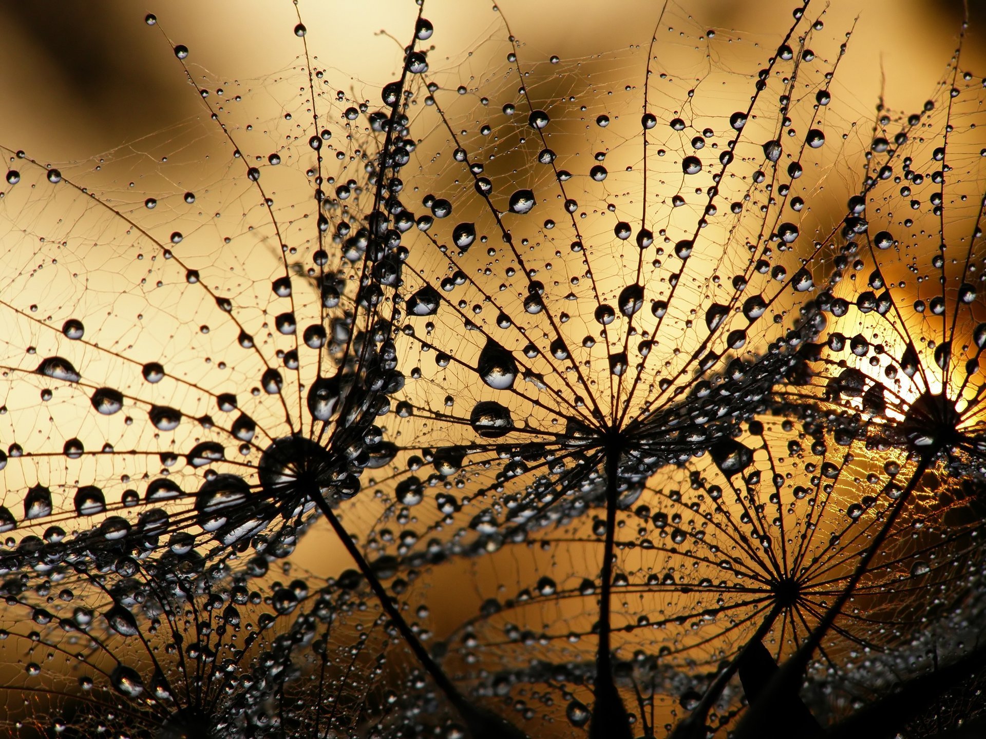 macro diente de león gotas de agua rocío puesta de sol