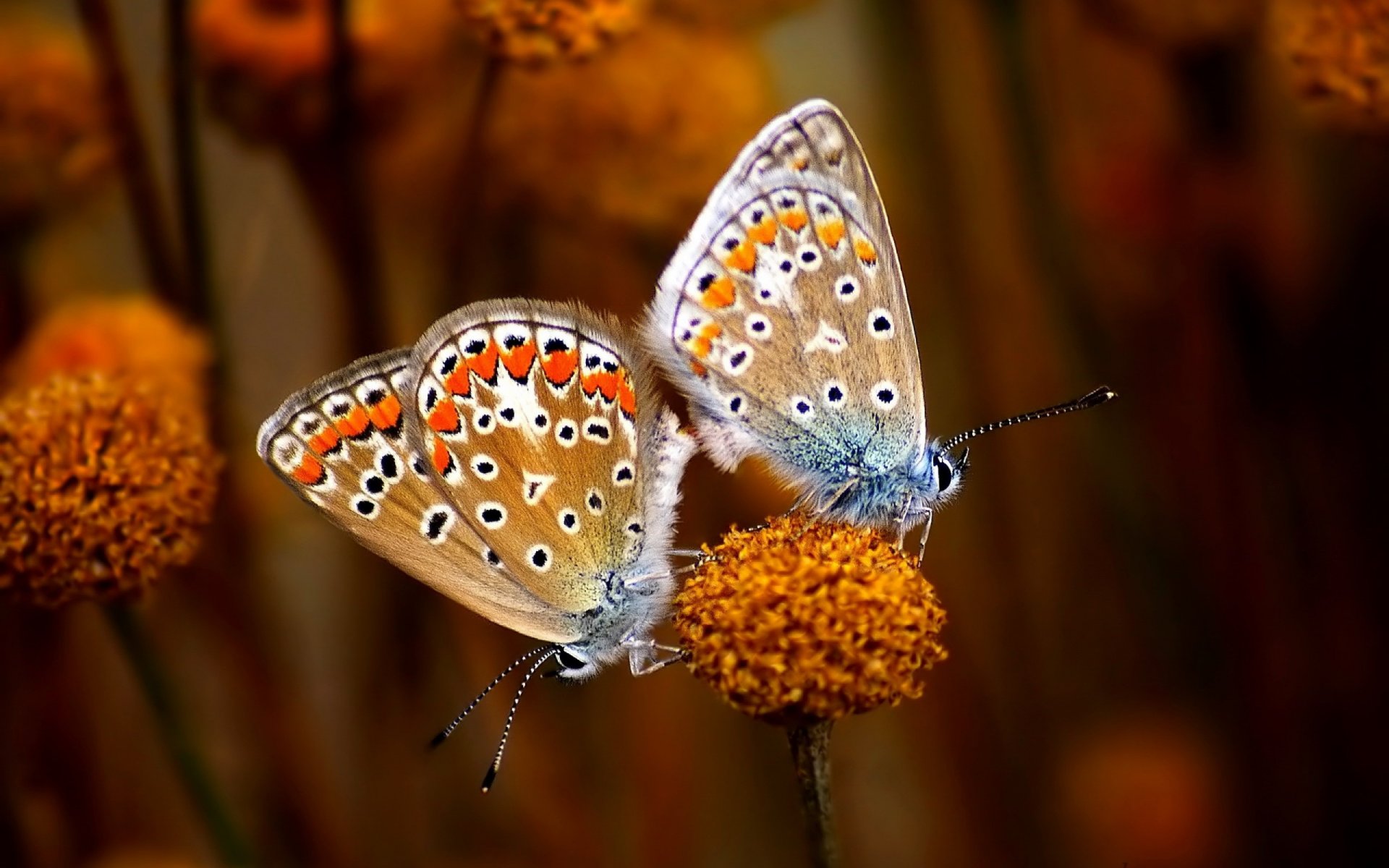 mariposas copular antenas puntos puntos blancos y negros ojos