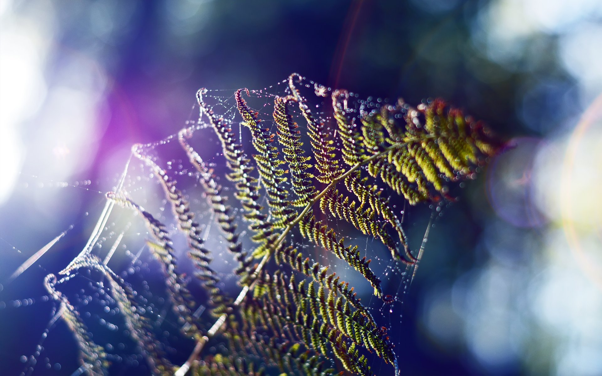 fern spider web sheet focus nature