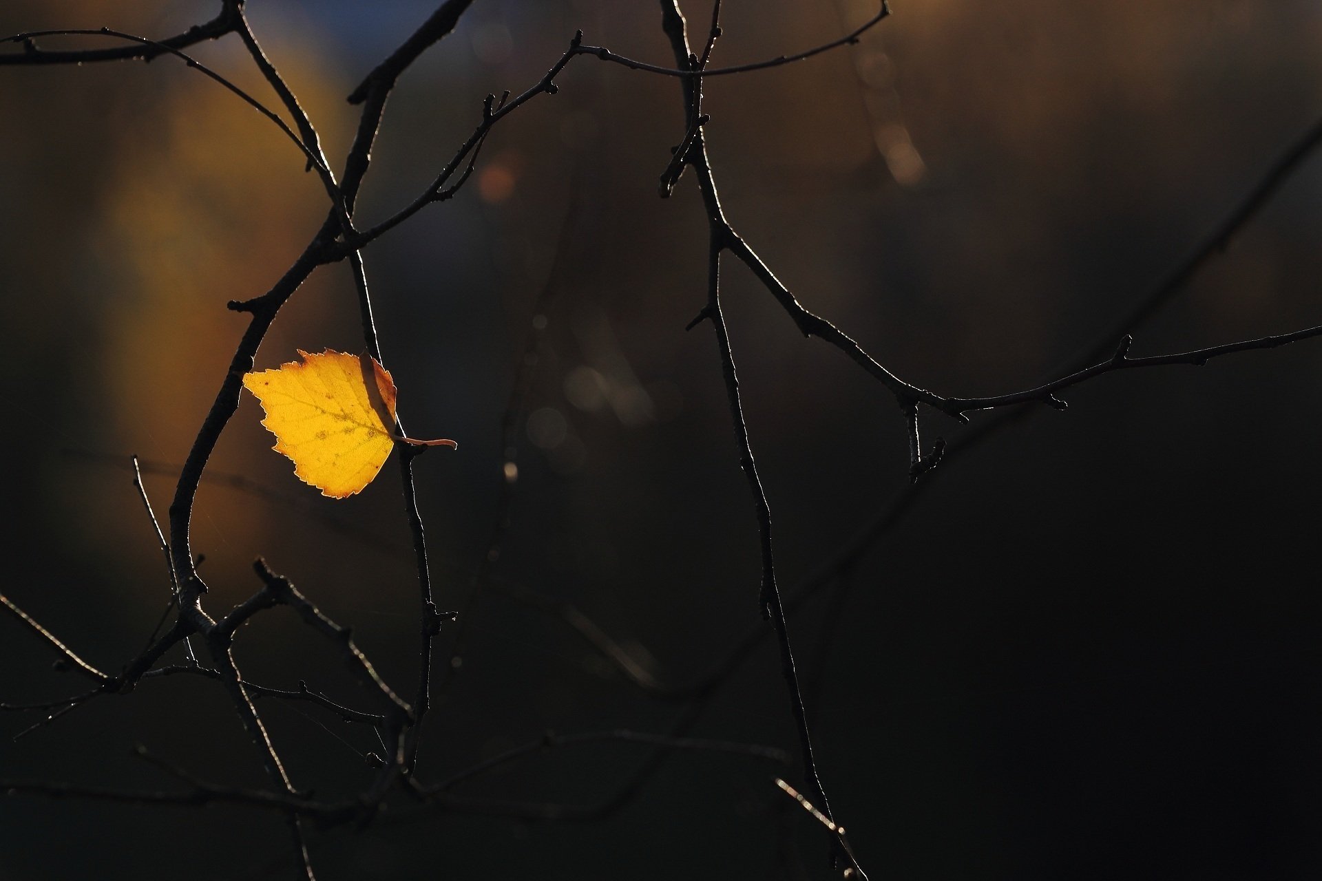 feuille branche automne gros plan