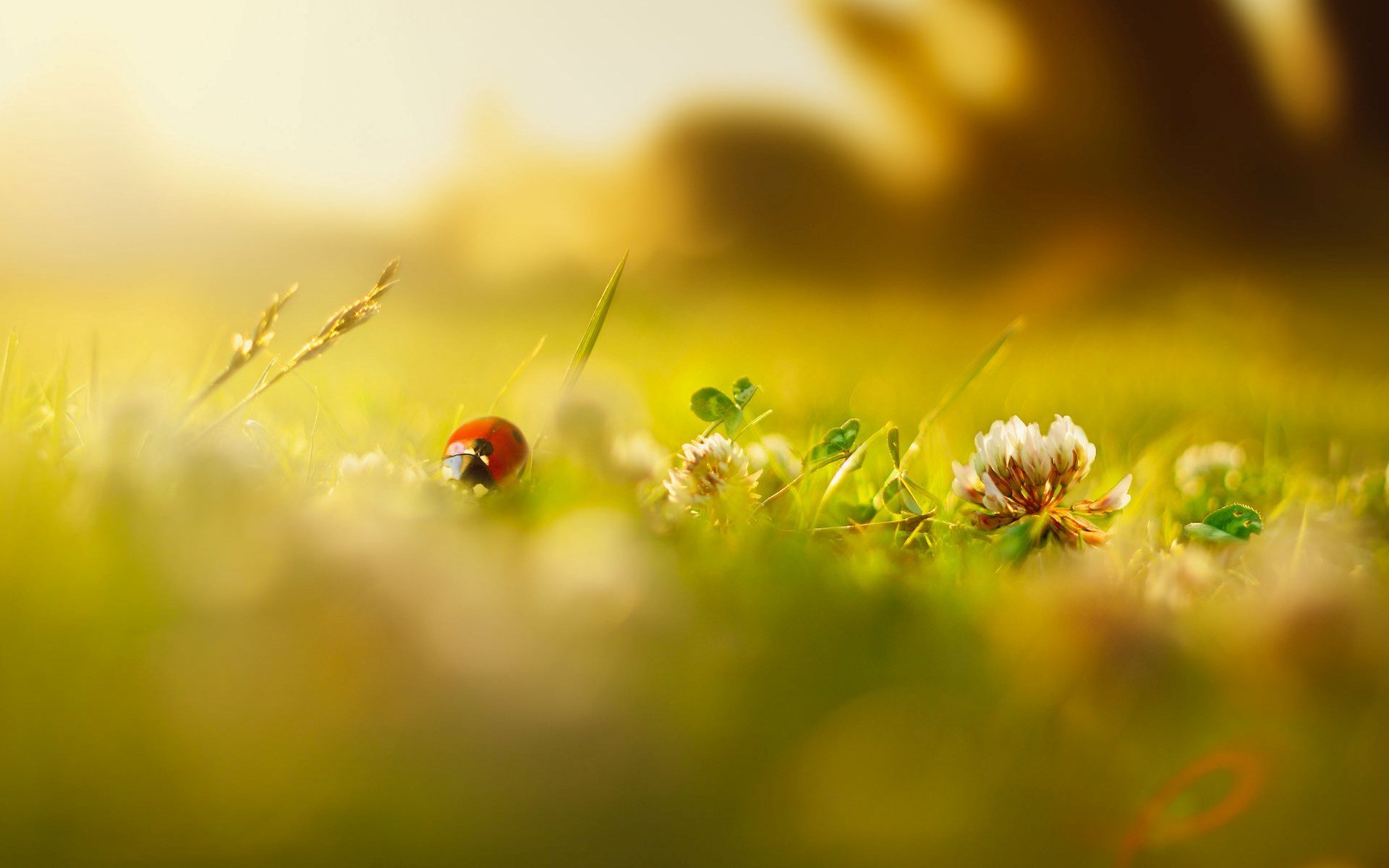 makro grün marienkäfer insekten blumen blümchen gras unschärfe tag morgen sommer frühling hintergrund tapete widescreen vollbild widescreen