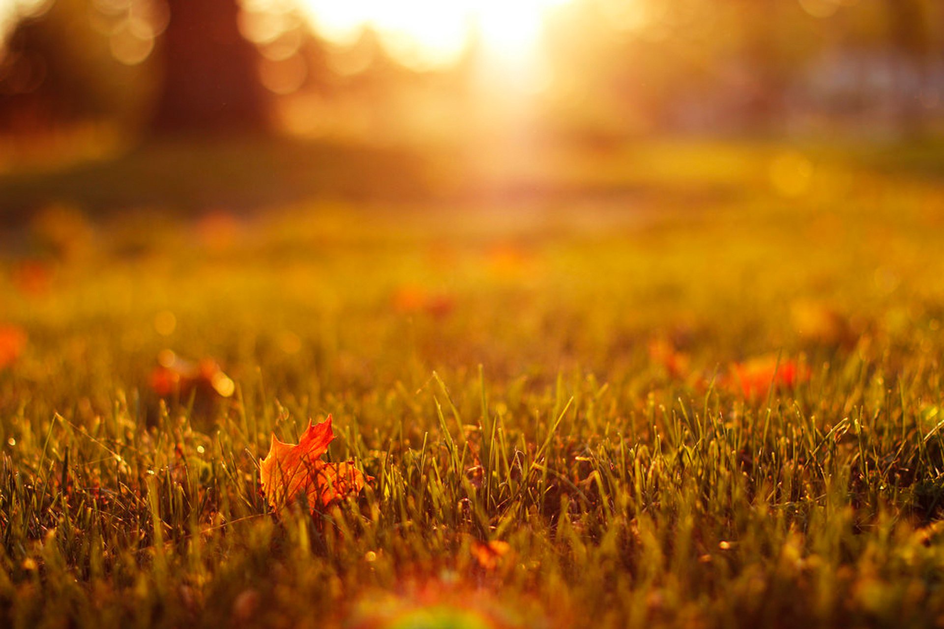 grass turf leaves maple yellow orange autumn nature light bokeh close up