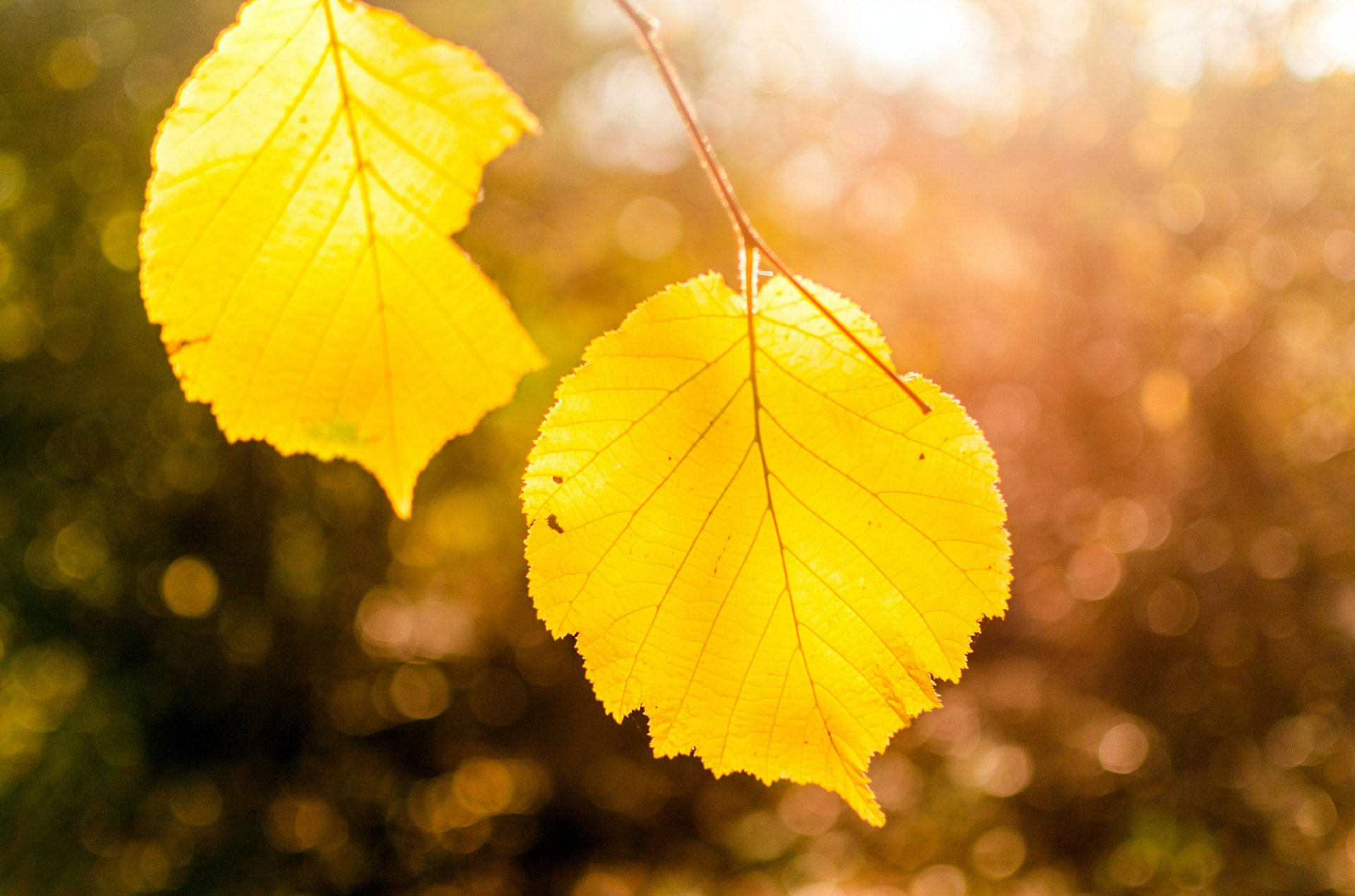 feuilles jaune automne nature arbre branche gros plan bokeh lumière