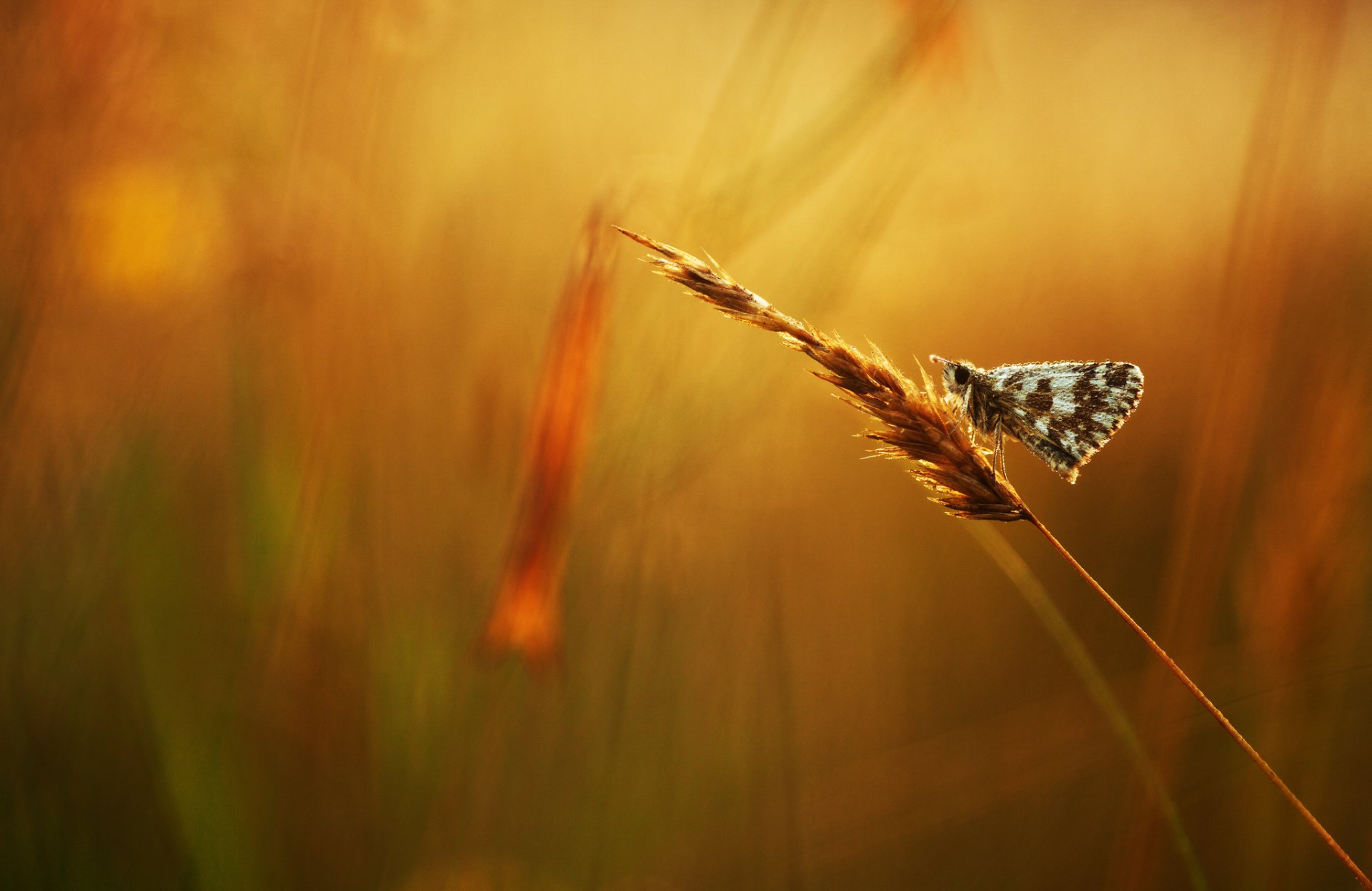 kłos motyl rosa krople