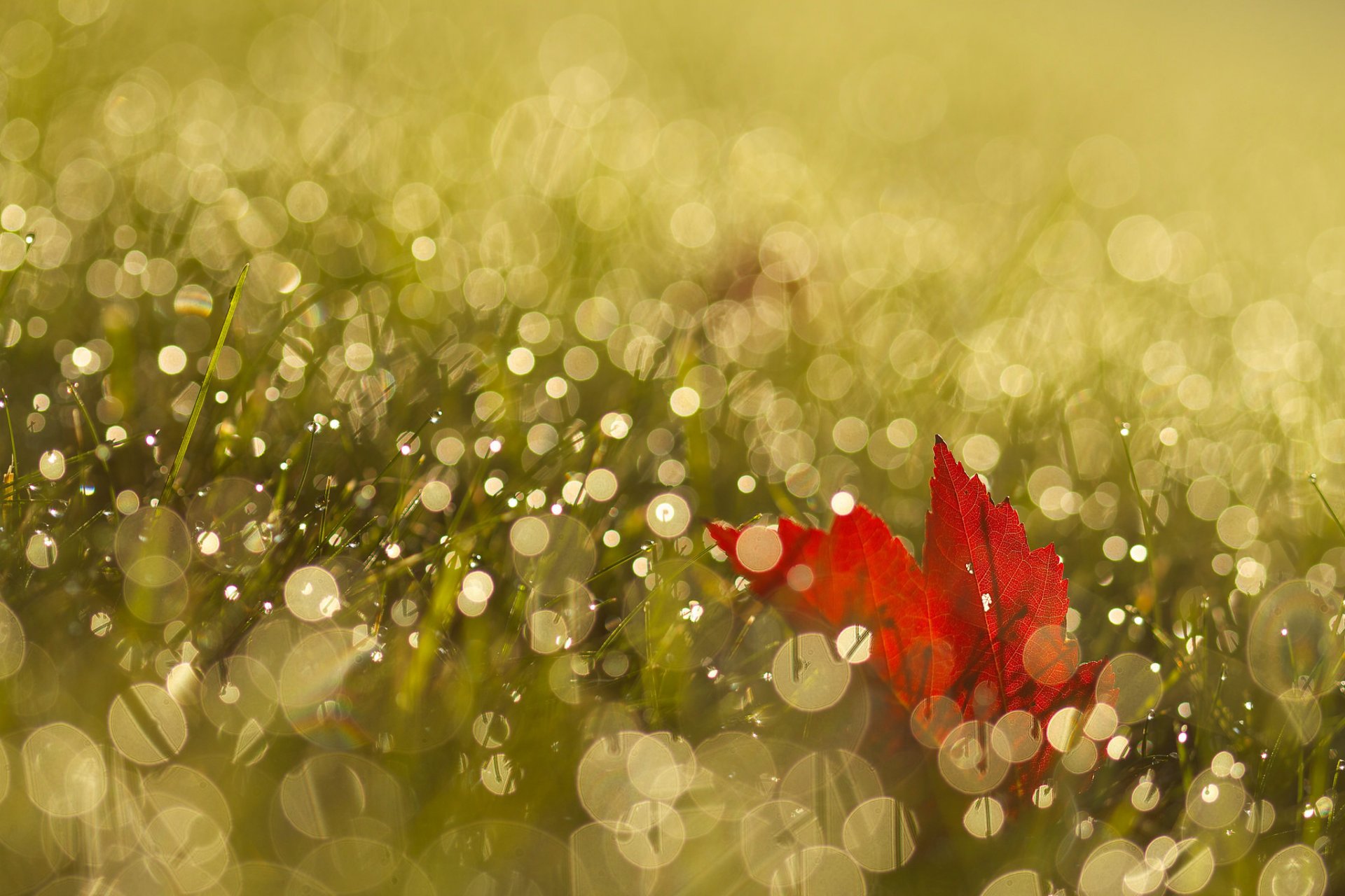 herbe rosée feuille éblouissement