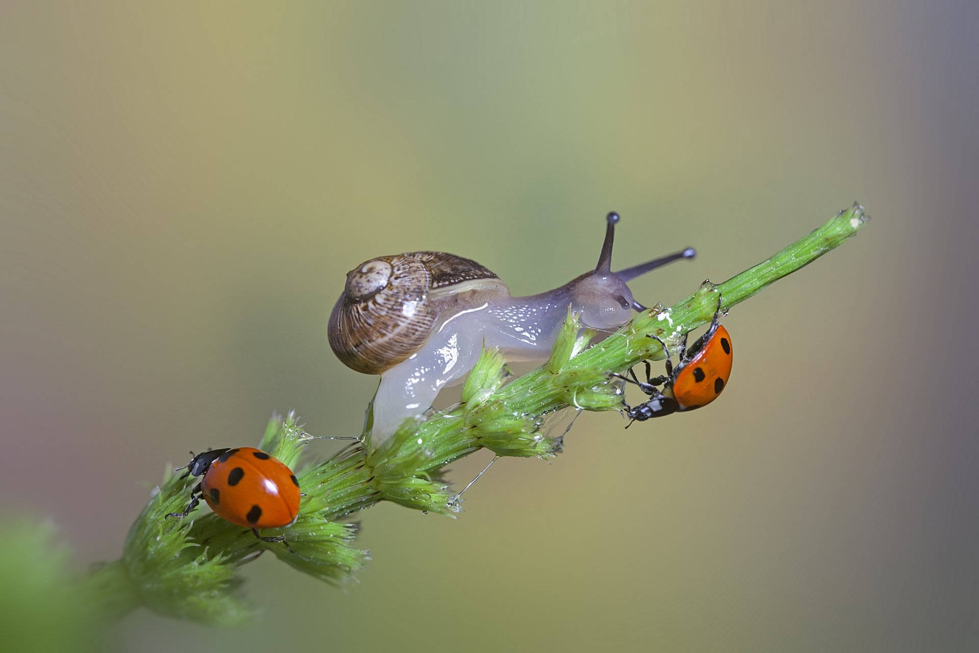 makro grashalm schnecke marienkäfer makro