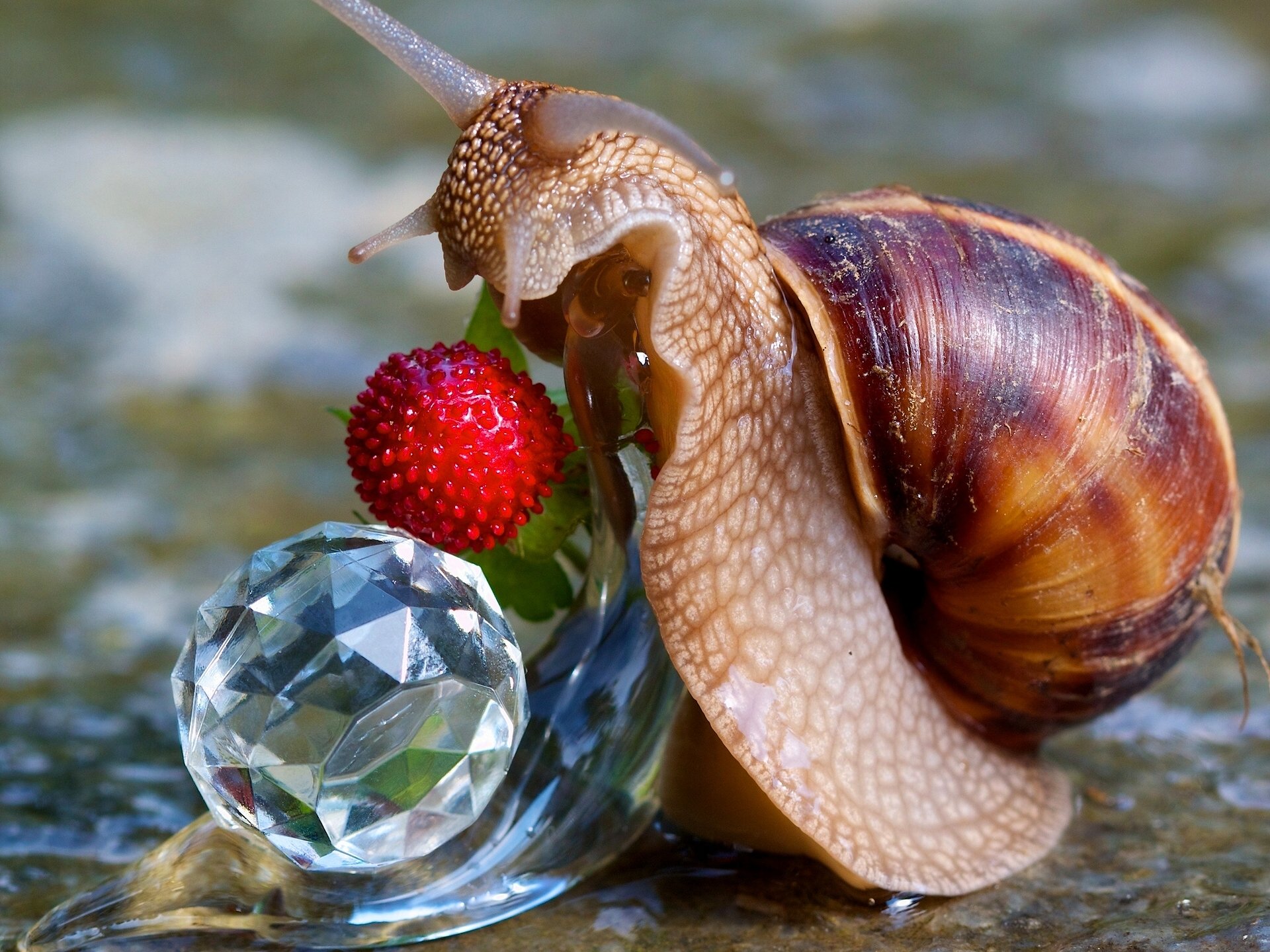 schnecke beere makro