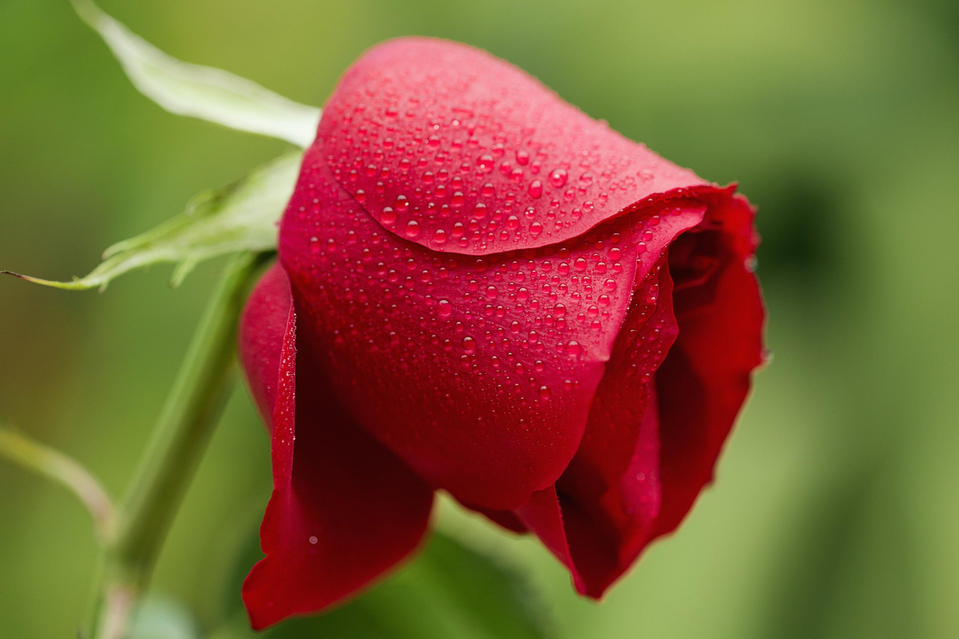 fleur rose bourgeon pétales gouttes rosée eau