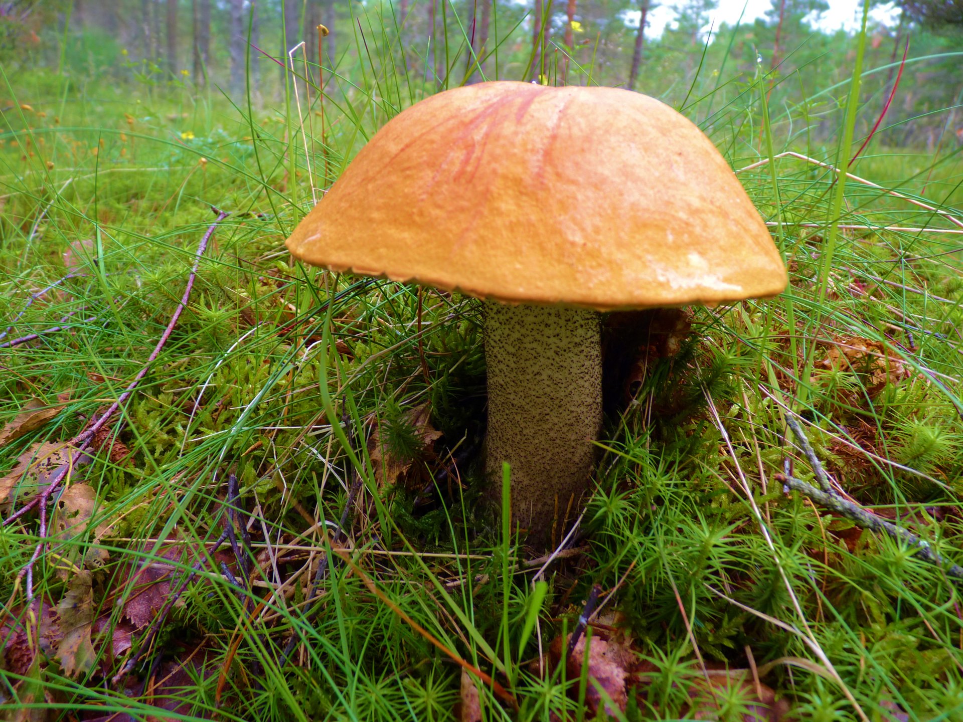 seta diente de león naturaleza hierba