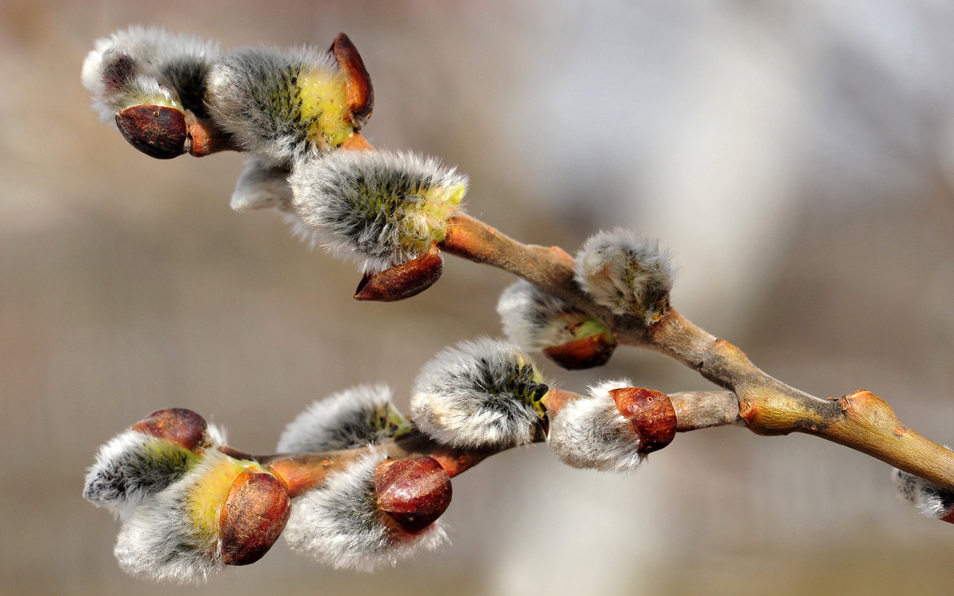 saule bourgeons branche phoques