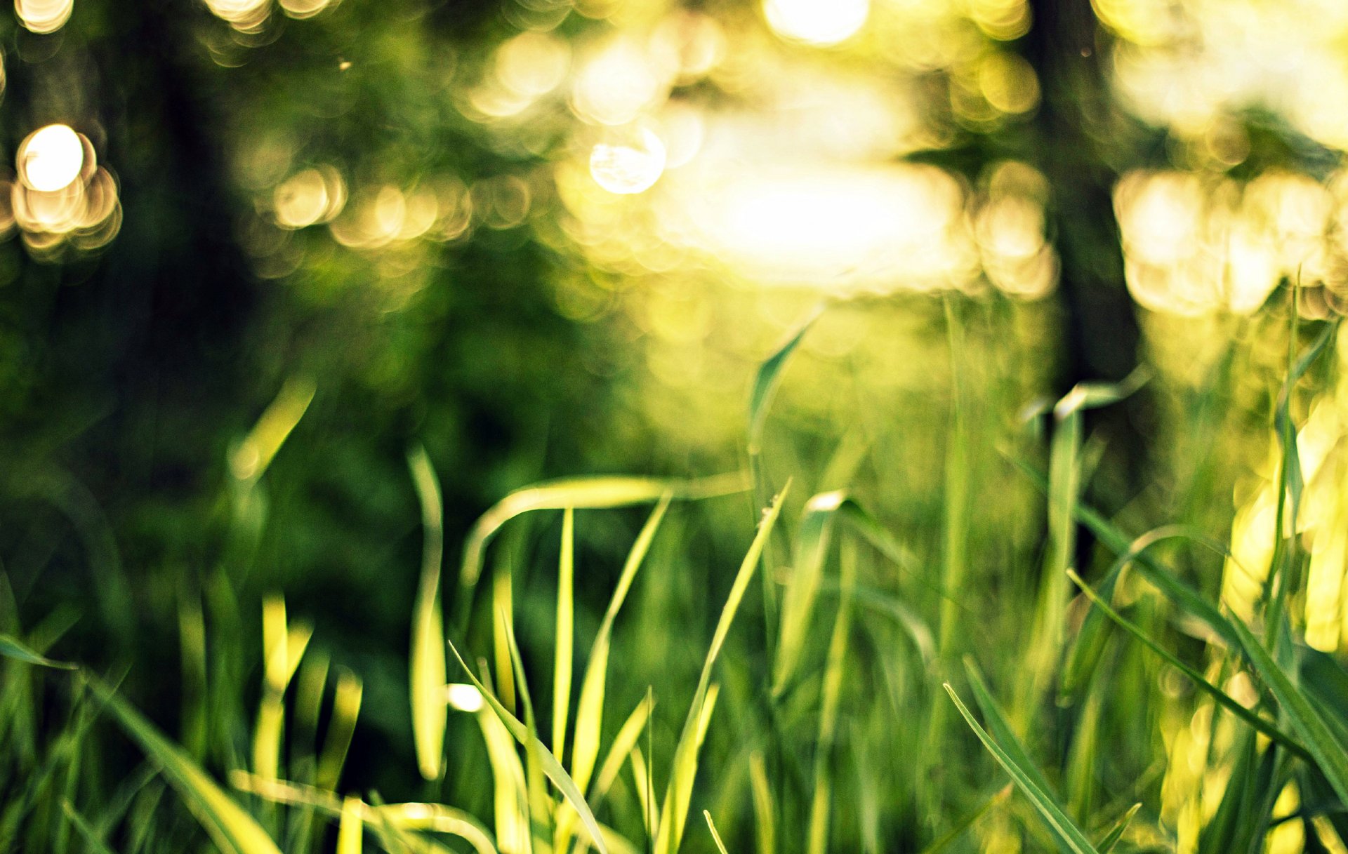 grass green nature bokeh light close up