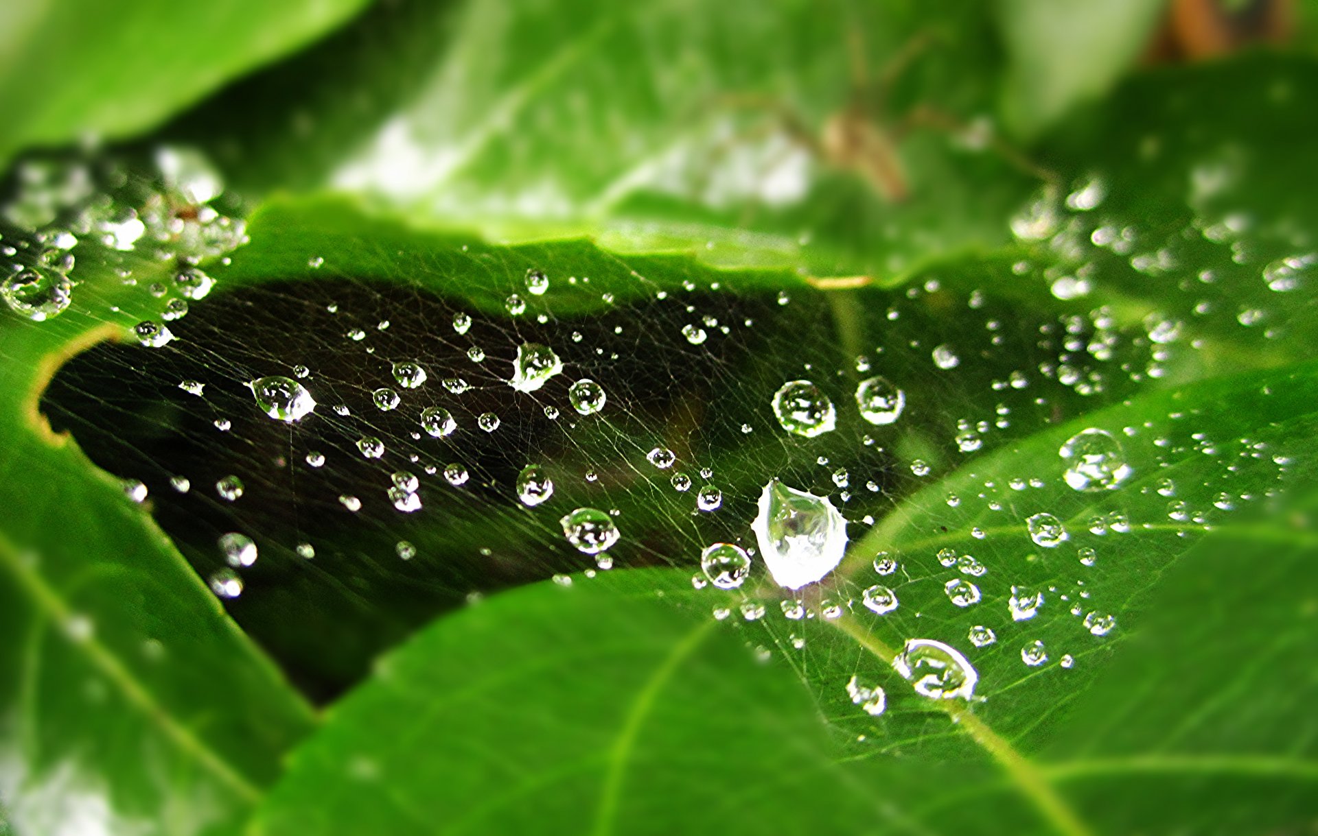 leaves water drops rosa webs blur