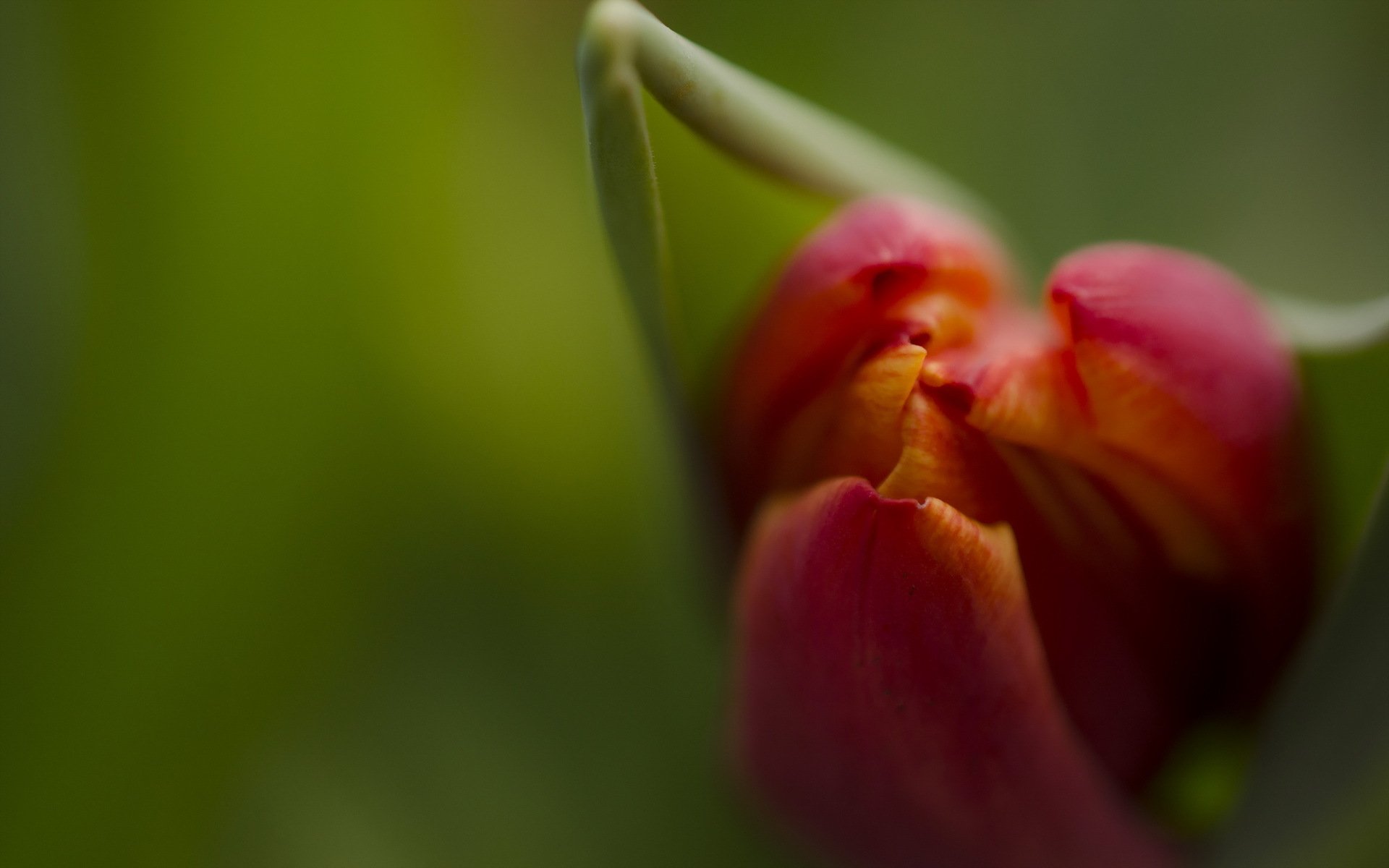 flores tulipán macro