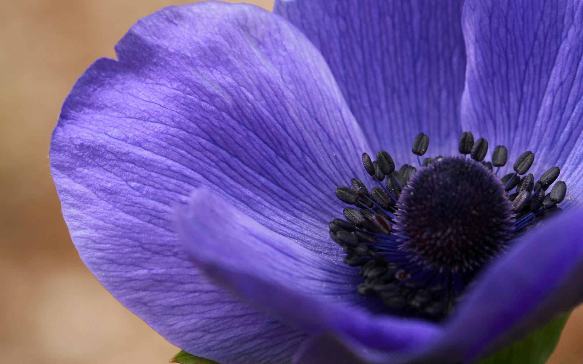 flower anemone petals nature plant