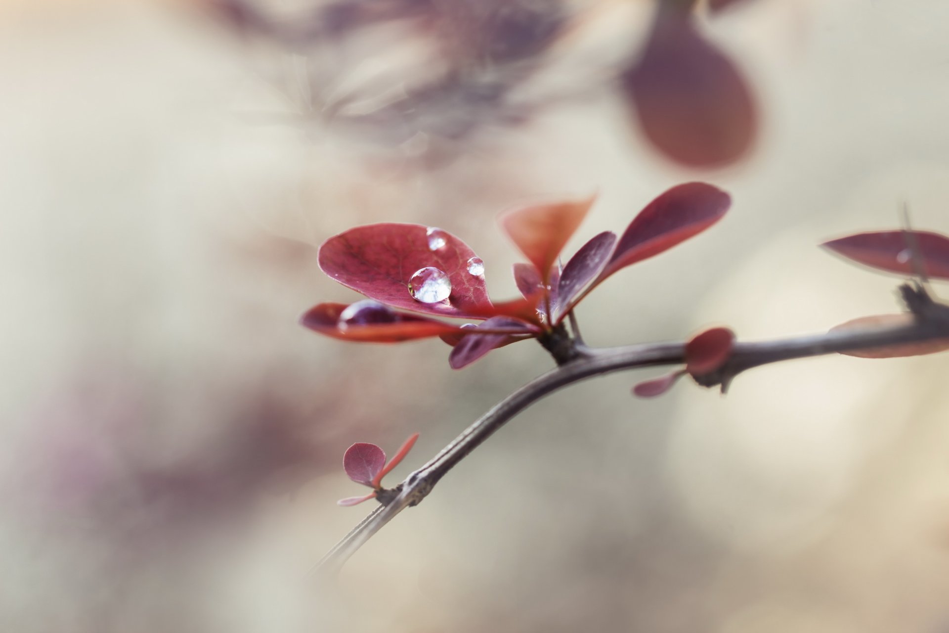 gałąź liście kropla bokeh