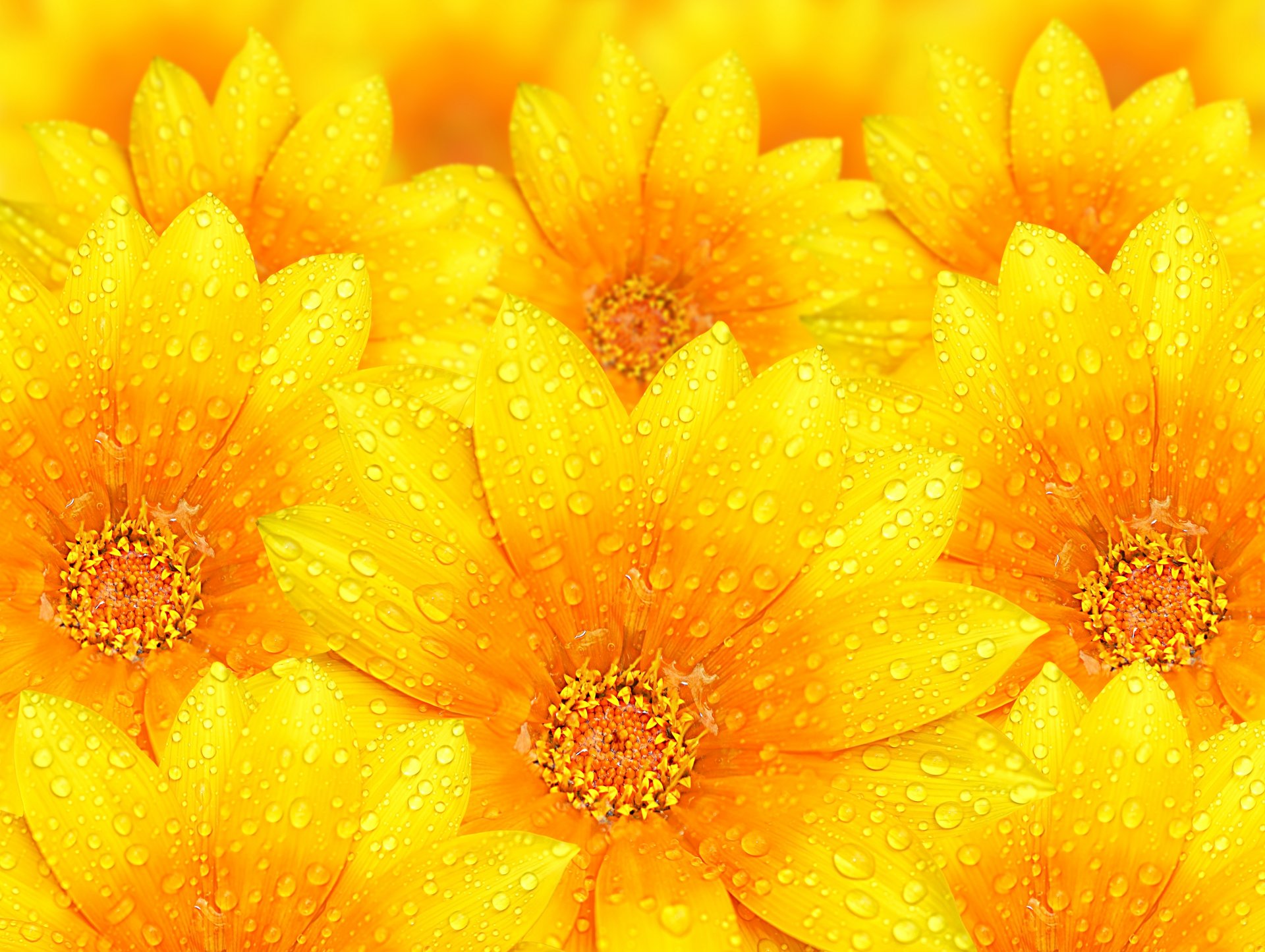 flores pétalos gotas rocío agua textura