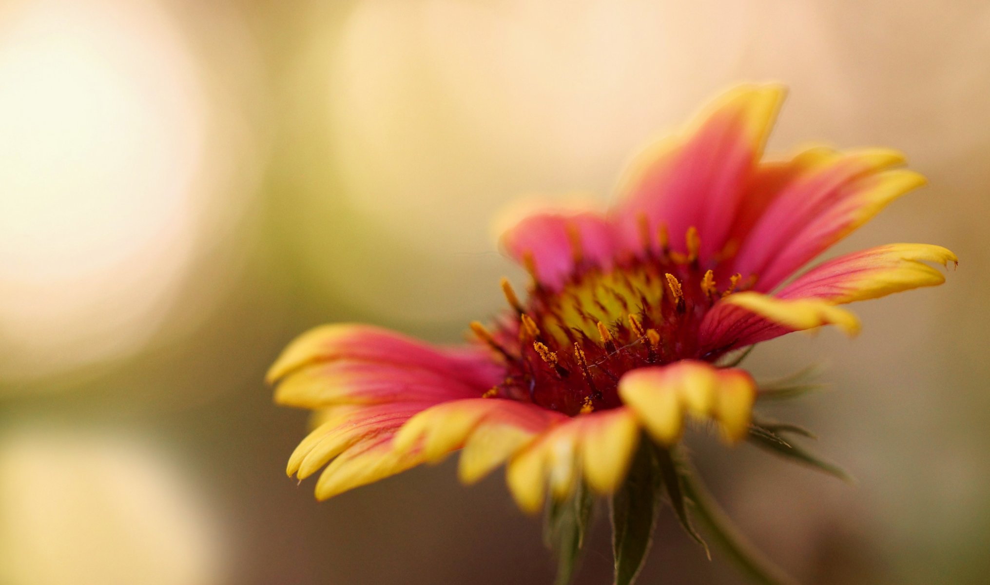 flower close up petal