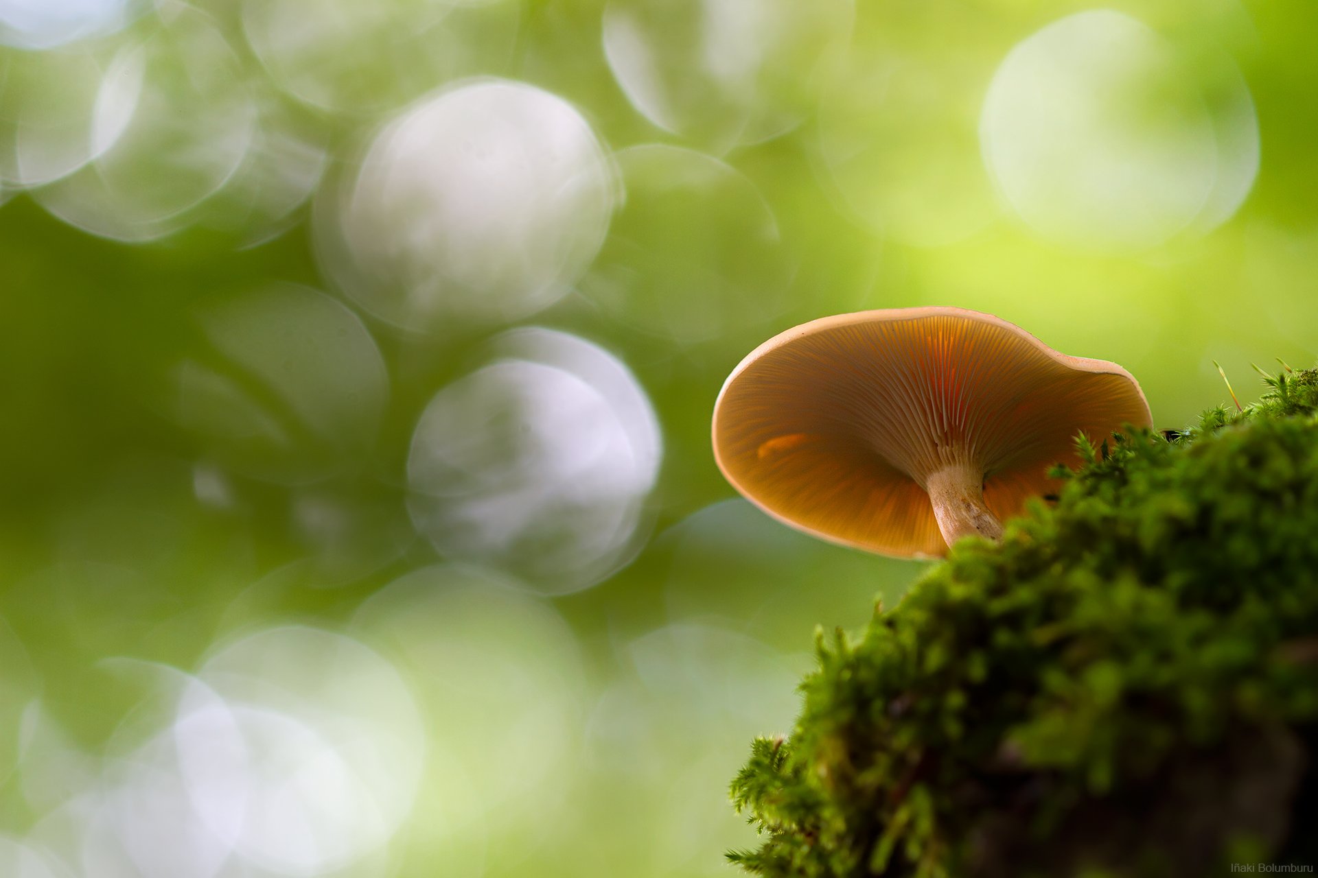 gros plan champignon mousse bokeh automne