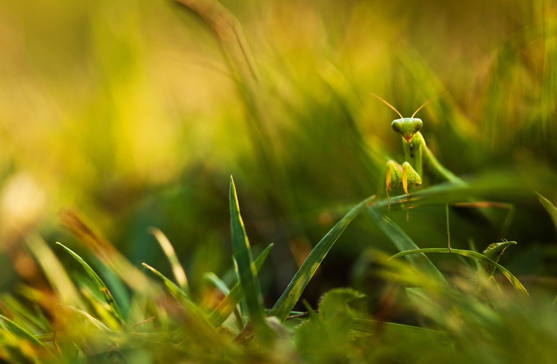 gras blätter grüns mantis unschärfe