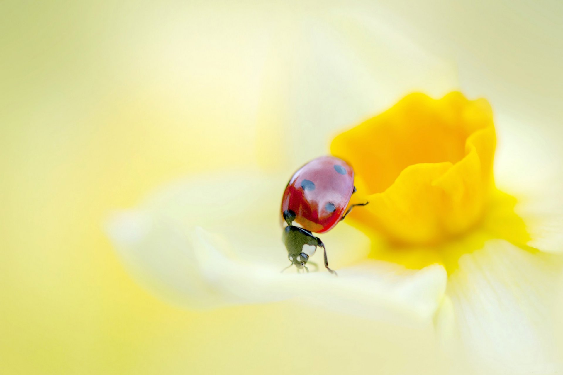 mariquita flor narciso pétalos insecto