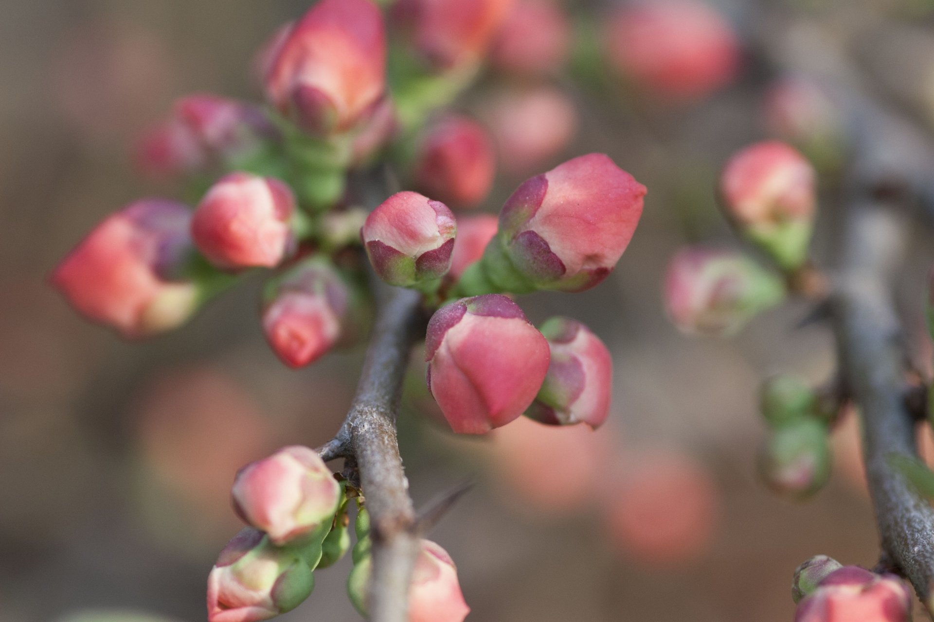 quince branches kidney close up